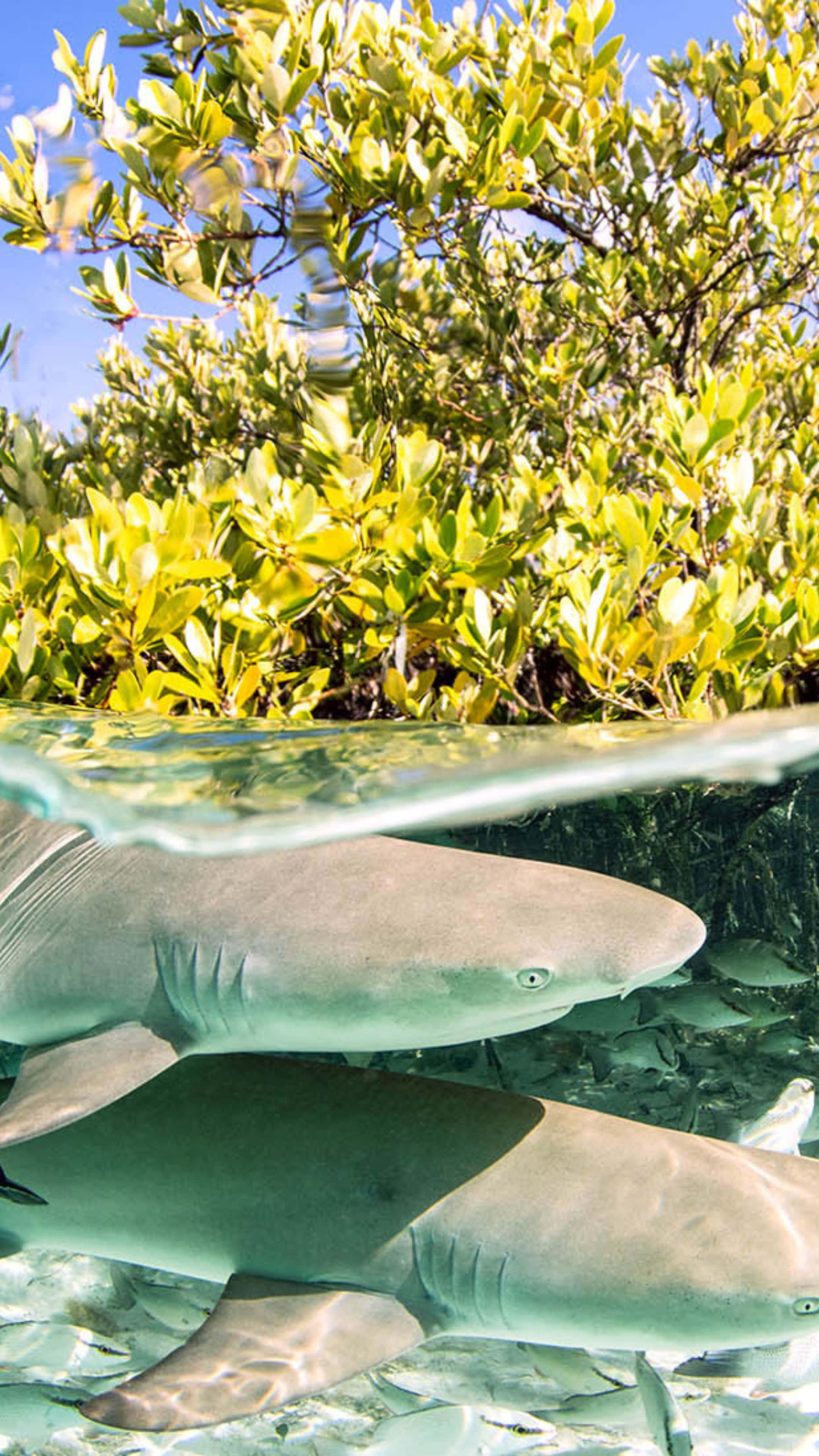 Lemon Shark, mangroves, clear water, 4K Phone Wallpaper