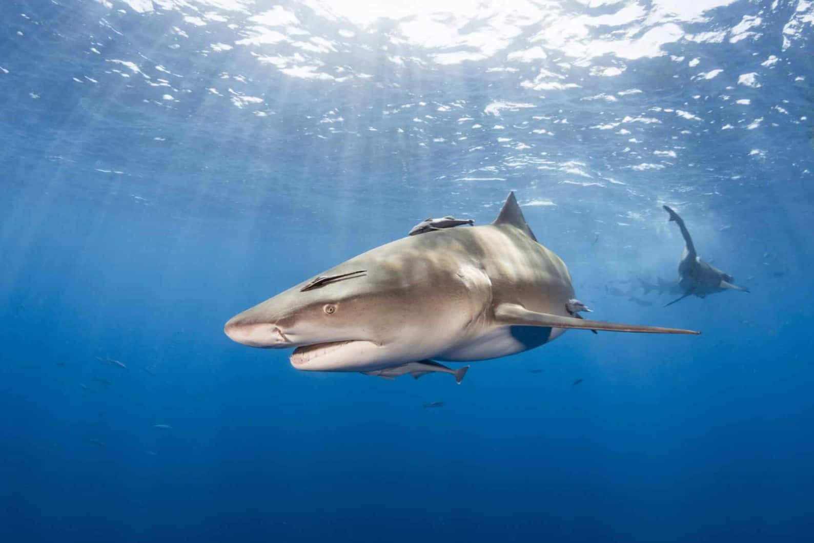 Lemon Shark, clear blue water, sunlight beams, HD Desktop Wallpaper