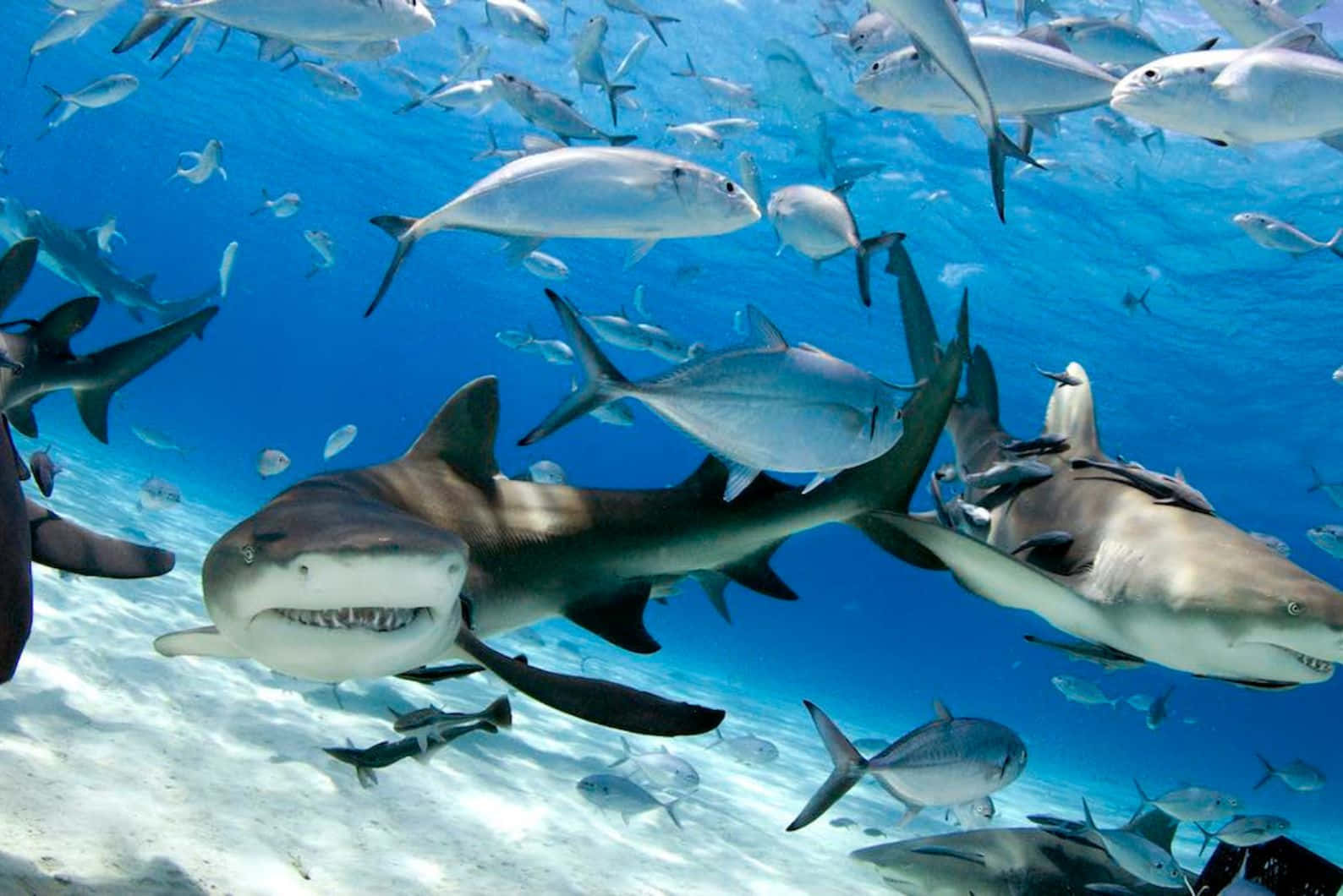 Lemon Shark, school of sharks, silver fish, HD Desktop Wallpaper