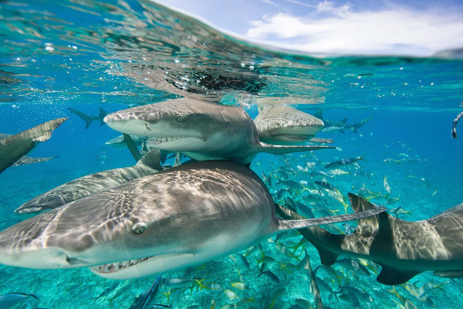 Lemon Shark, crystal clear water, vibrant turquoise waters, HD Desktop Wallpaper