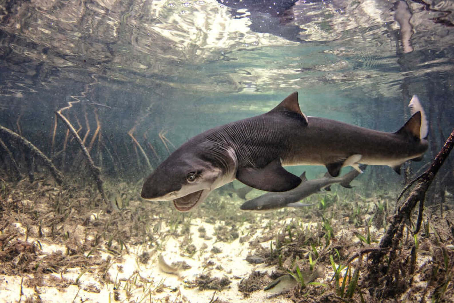 Lemon Shark, mangrove roots, sunlight filtering through water, HD Desktop Wallpaper