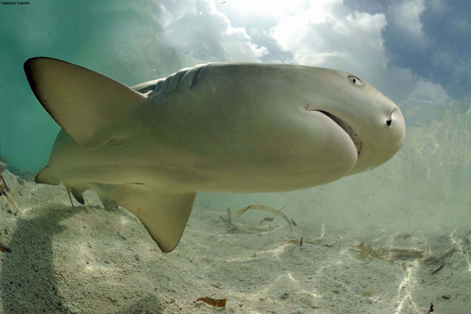 Lemon Shark, sandy ocean floor, turquoise water, HD Desktop Wallpaper