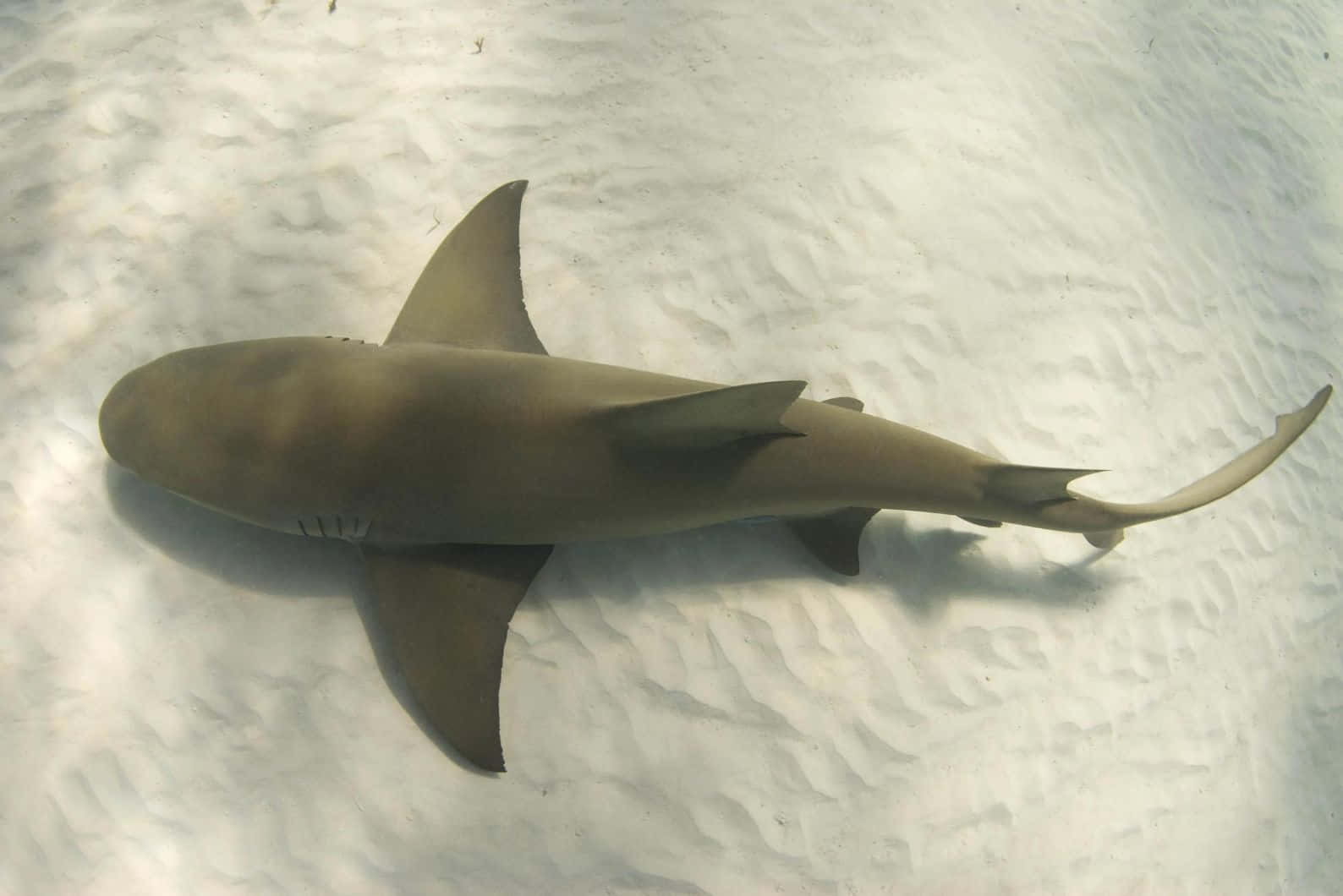 Lemon Shark, underwater serenity, gray shark, HD Desktop Wallpaper
