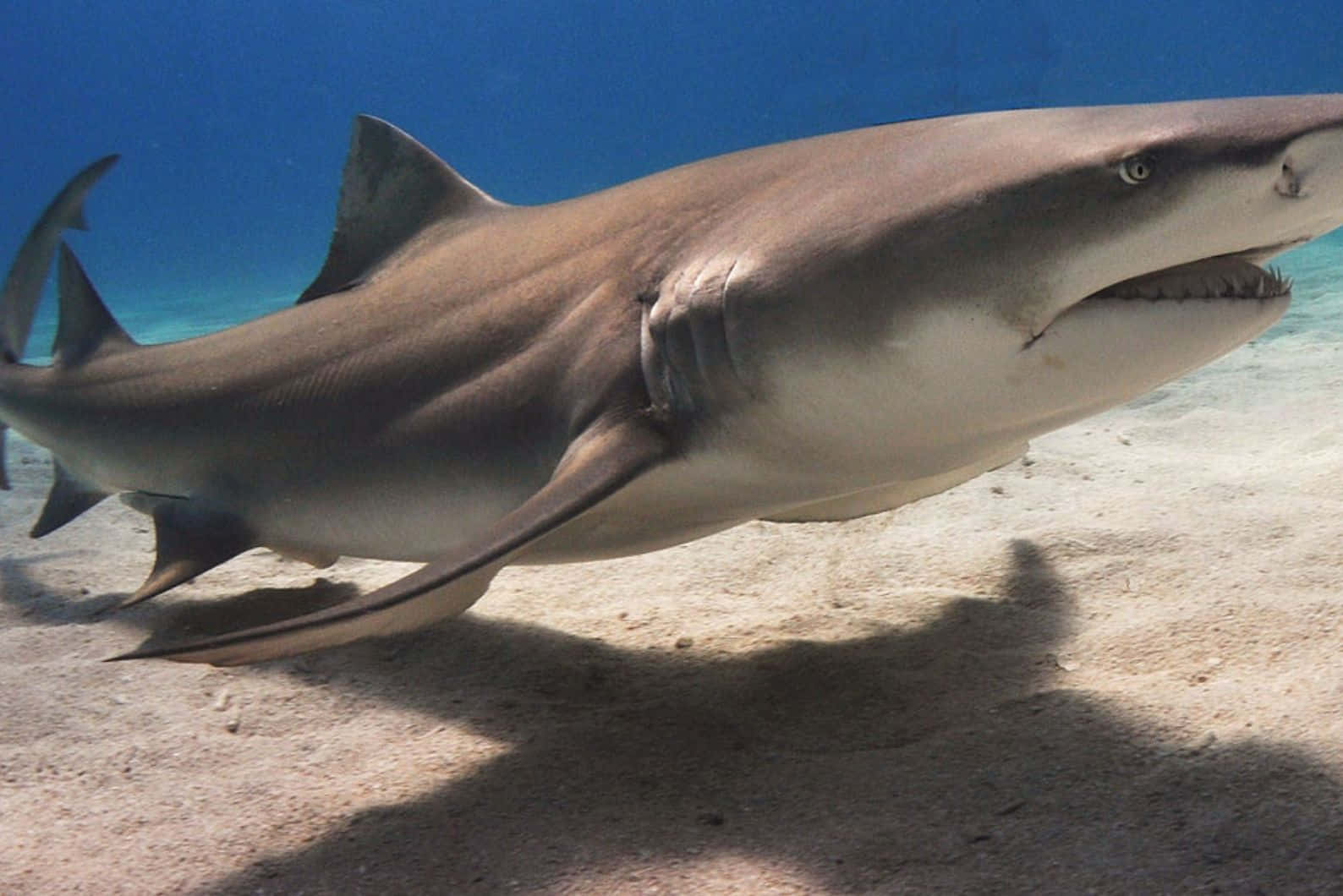 Lemon Shark, sandy seabed, clear blue water, HD Desktop Wallpaper