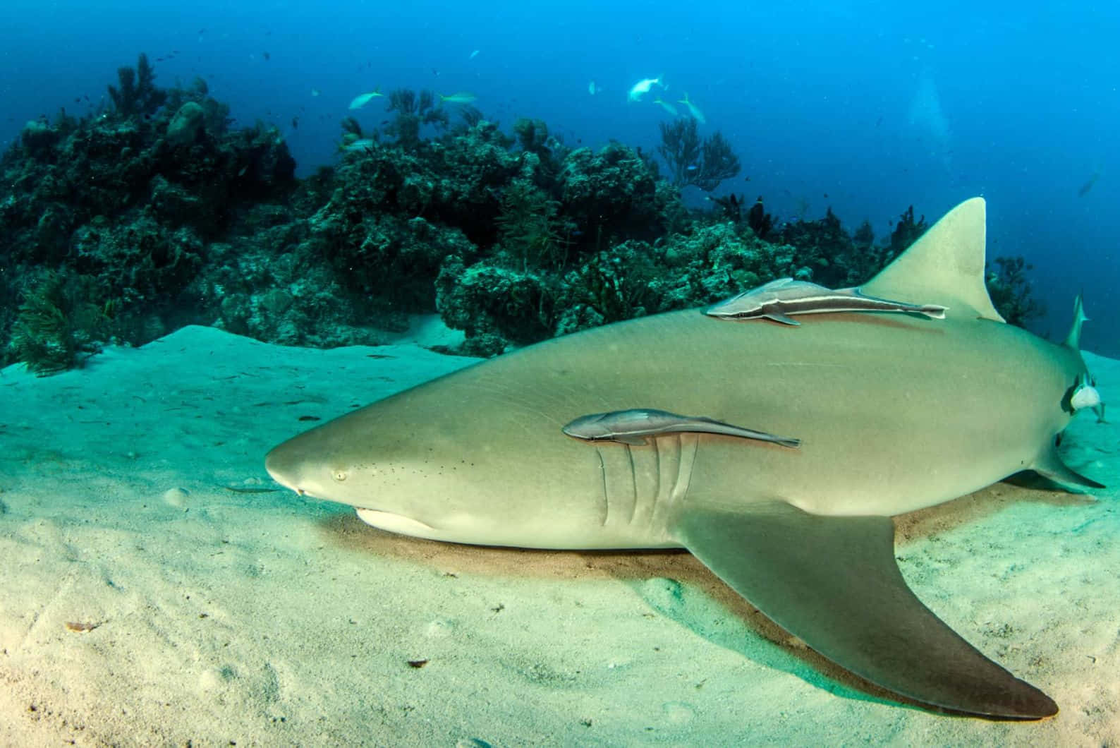 Lemon Shark, ocean floor, coral reef, HD Desktop Wallpaper