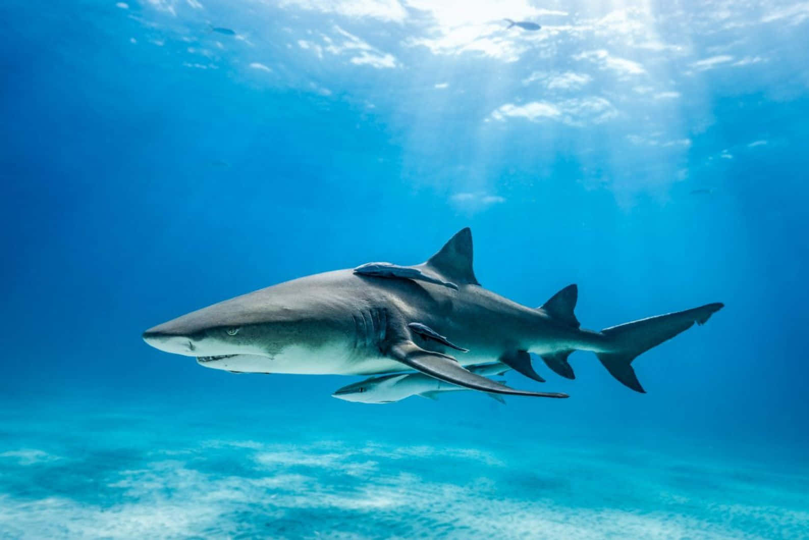 Lemon Shark, turquoise water, sunlight filtering, HD Desktop Wallpaper