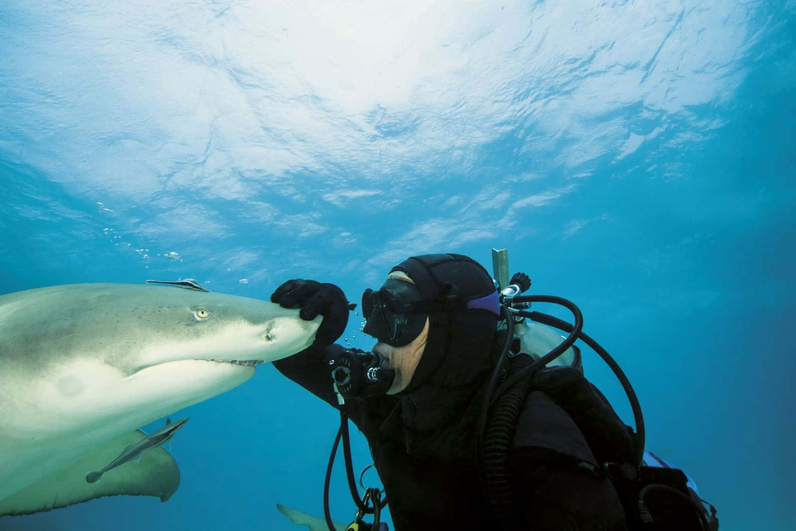 Lemon Shark, scuba diver, sunlit blue water, HD Desktop Wallpaper