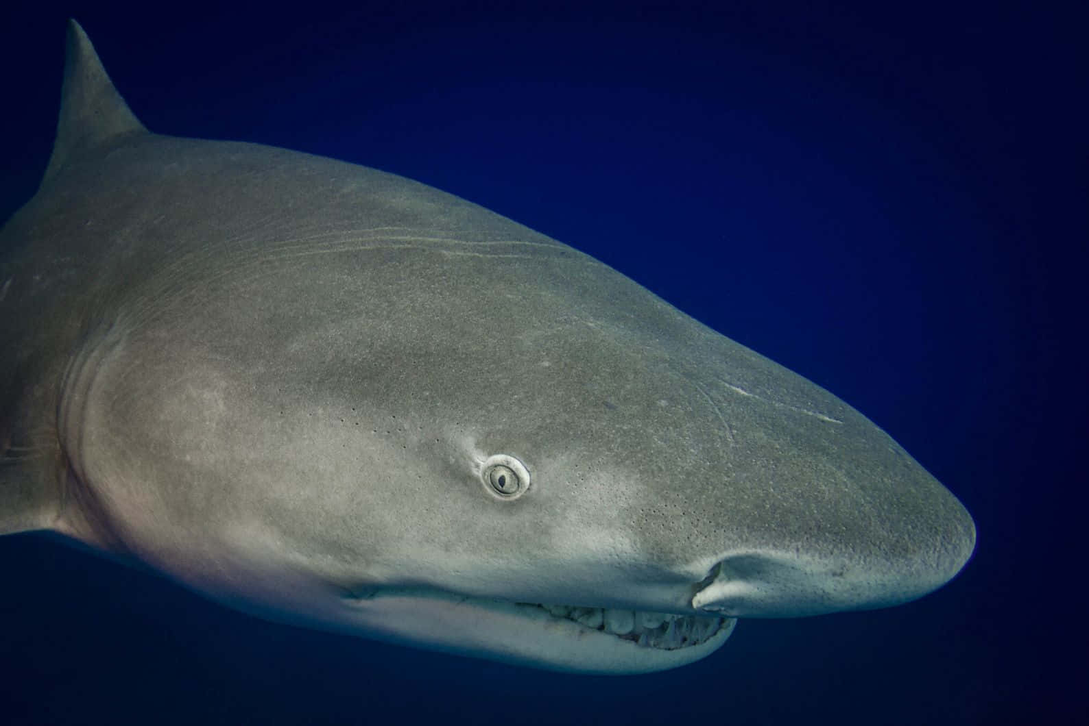 Lemon Shark, grey shark, visible teeth, HD Desktop Wallpaper