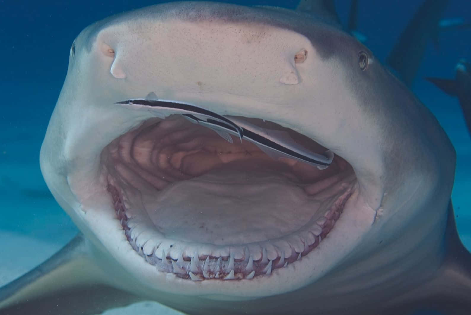 Lemon Shark, mouth, underwater shot, HD Desktop Wallpaper