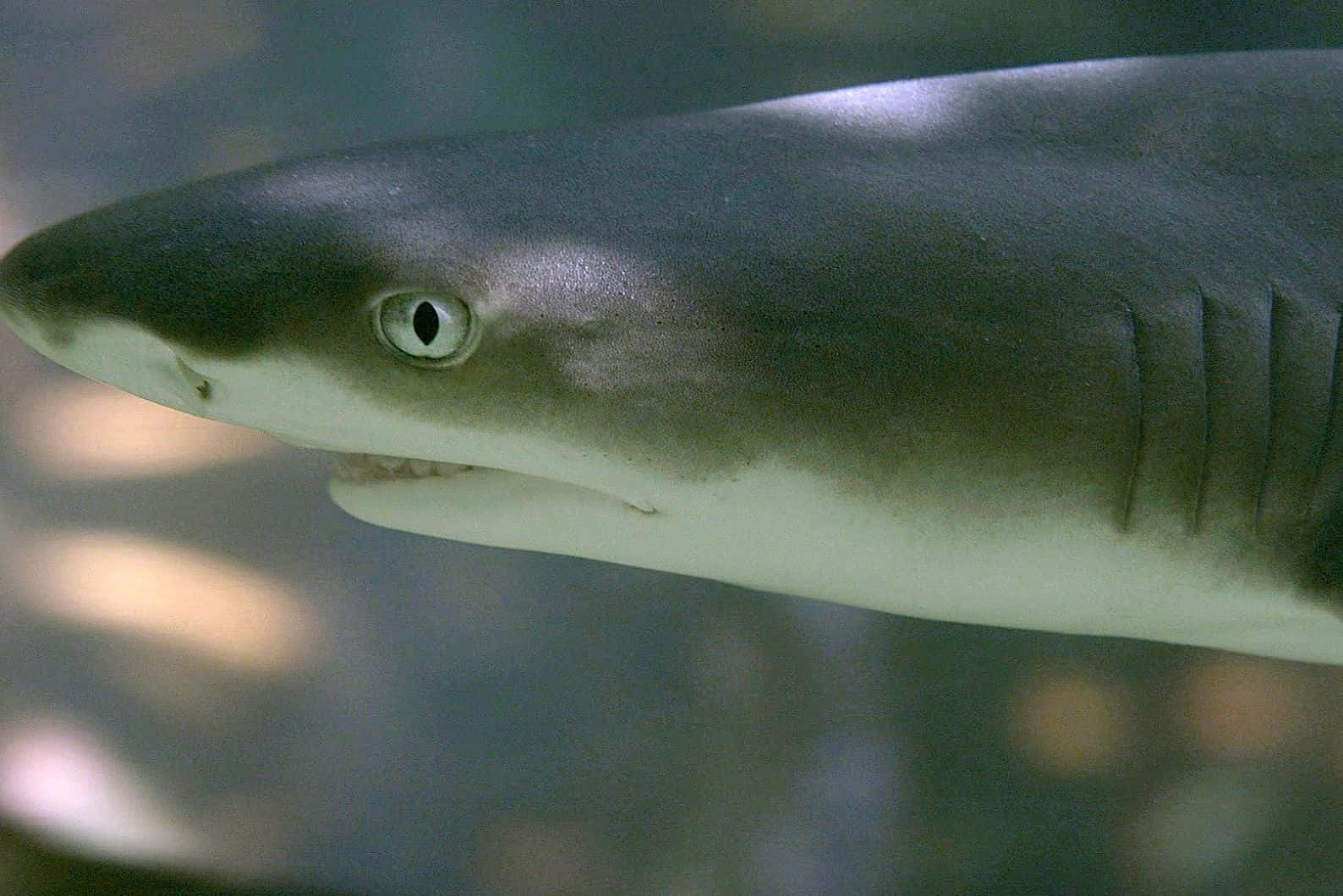 Lemon Shark, grey shark, eye, HD Desktop Wallpaper