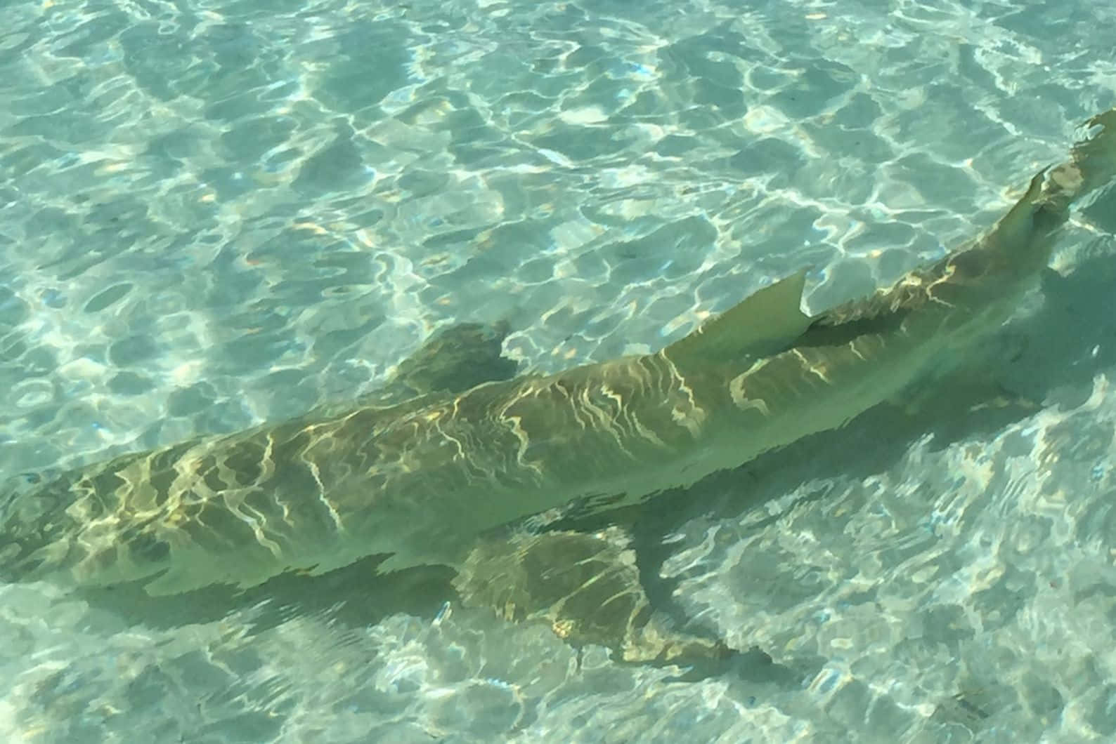 Lemon Shark, crystal clear turquoise water, sunlight rippling, HD Desktop Wallpaper