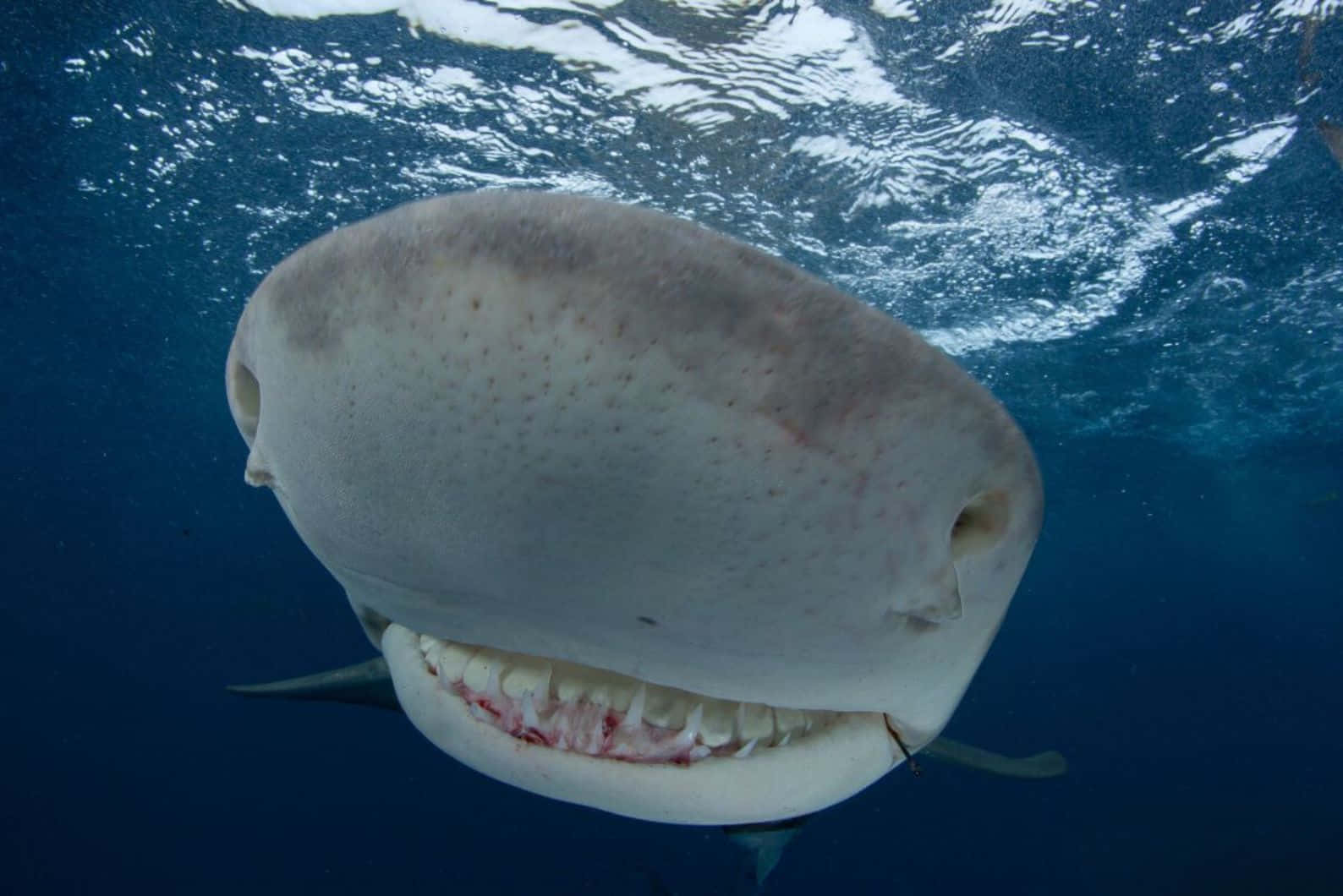 Lemon Shark, underwater, sunlit surface, HD Desktop Wallpaper