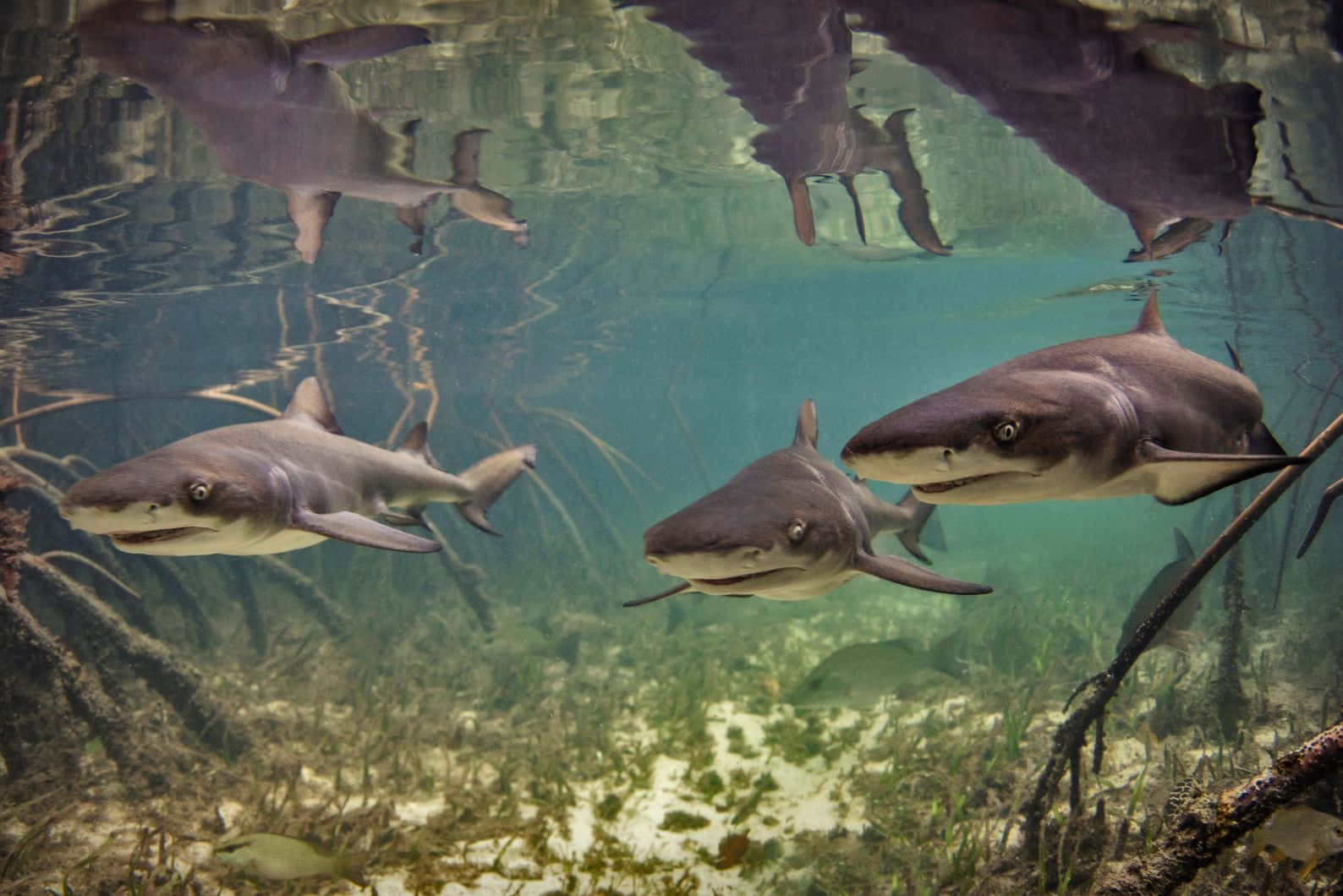 Lemon Shark, turquoise water, sandy seabed, HD Desktop Wallpaper
