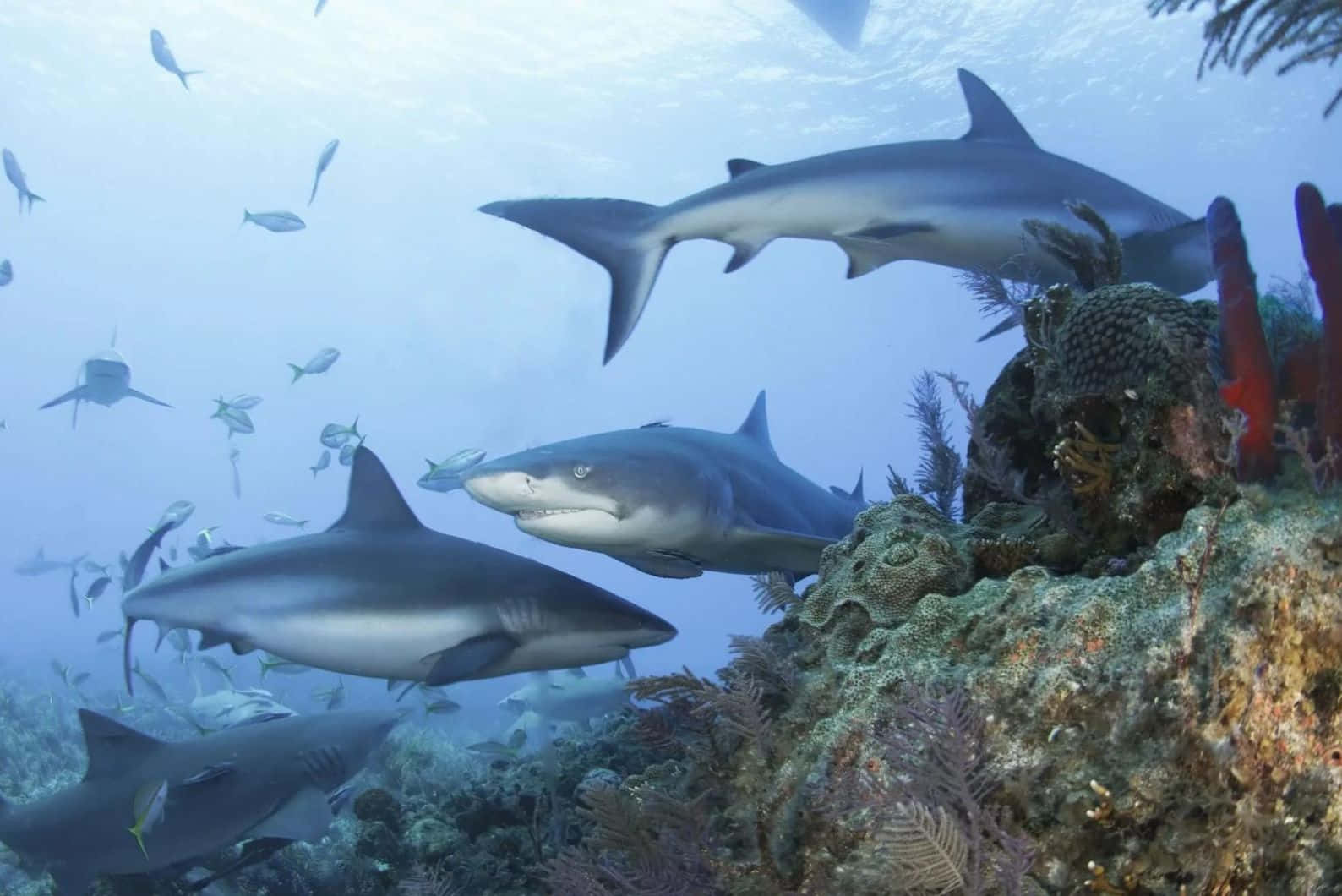 Lemon Shark, coral reef, clear blue ocean waters, HD Desktop Wallpaper