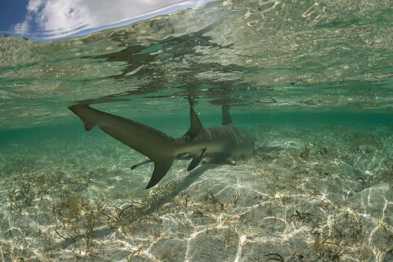 Lemon Shark, crystal clear turquoise water, sandy seabed, HD Desktop Wallpaper