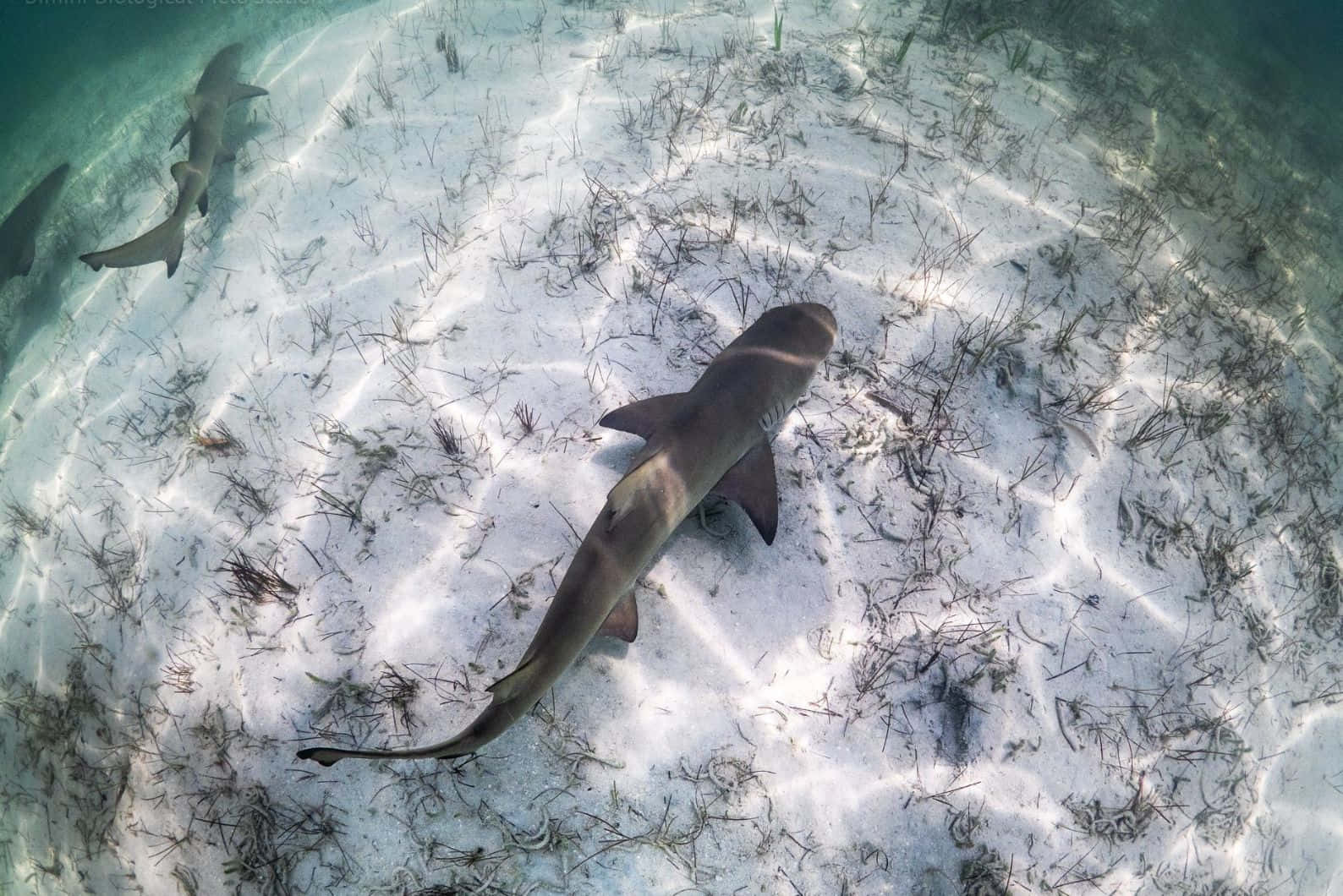 Lemon Shark, sunlit sandy ocean floor, sea grass, HD Desktop Wallpaper