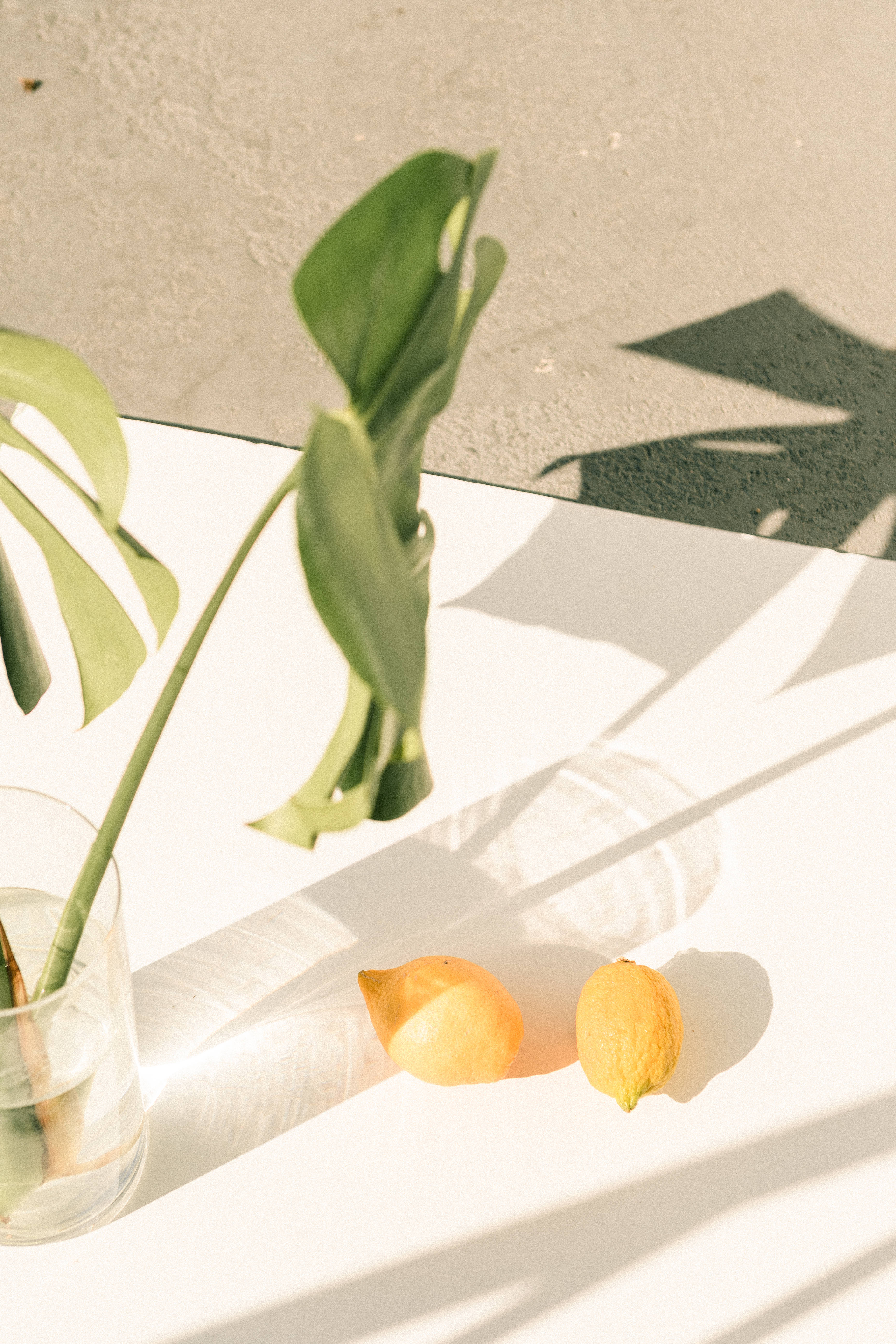 monstera leaves, lemons, white surface, 5K Phone Wallpaper