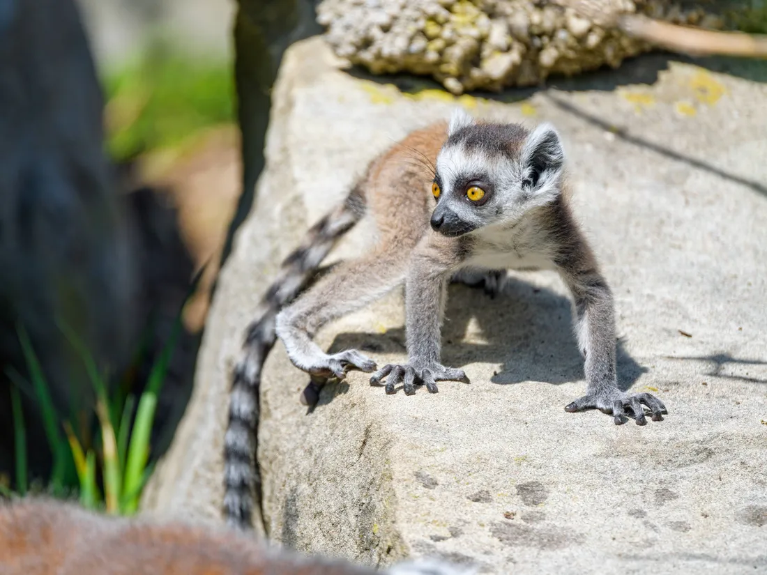 Lemur Wallpapers