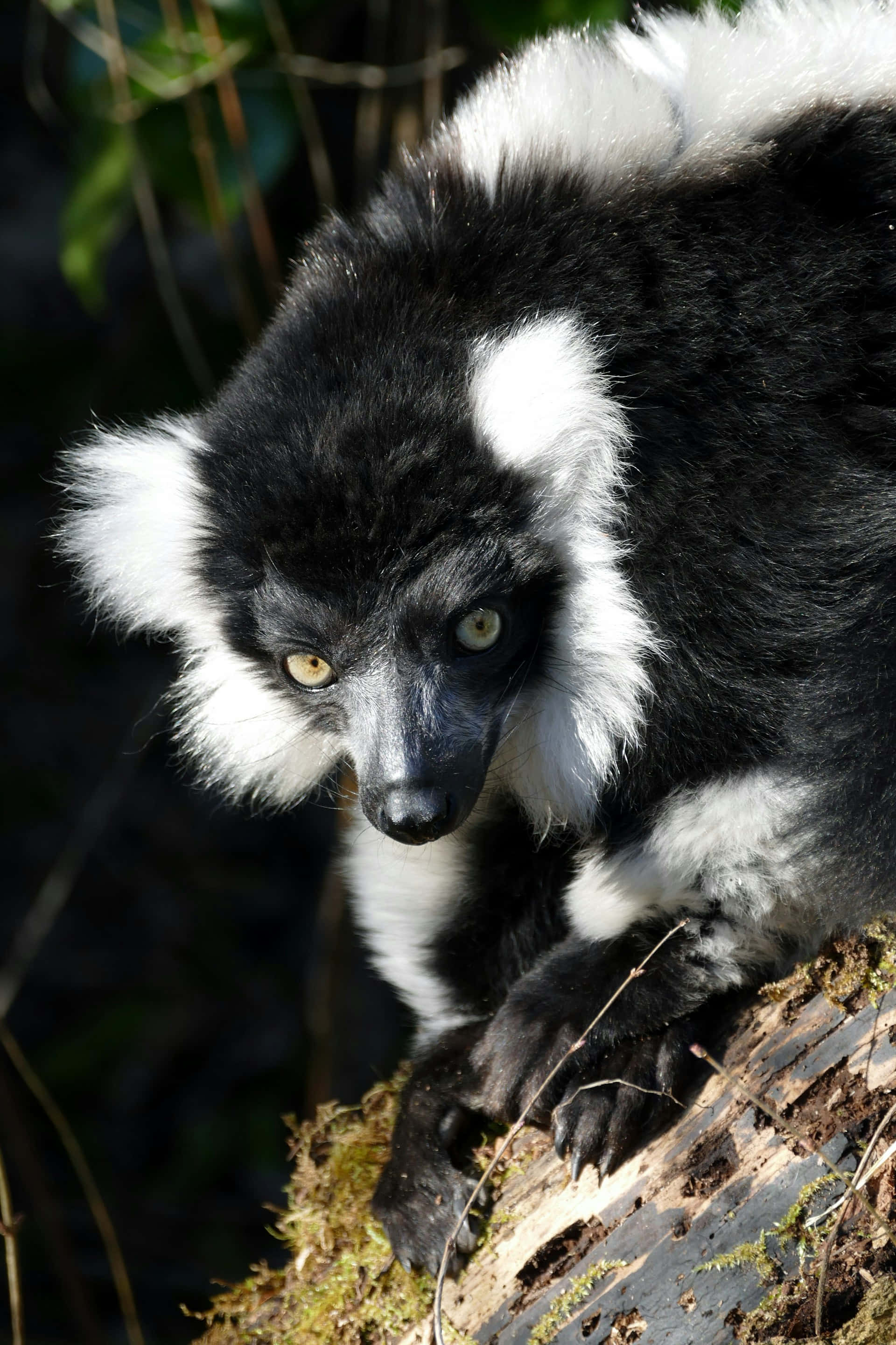 black and white ruffed lemur, mossy tree branch, striking yellow eyes, 2K Phone Wallpaper