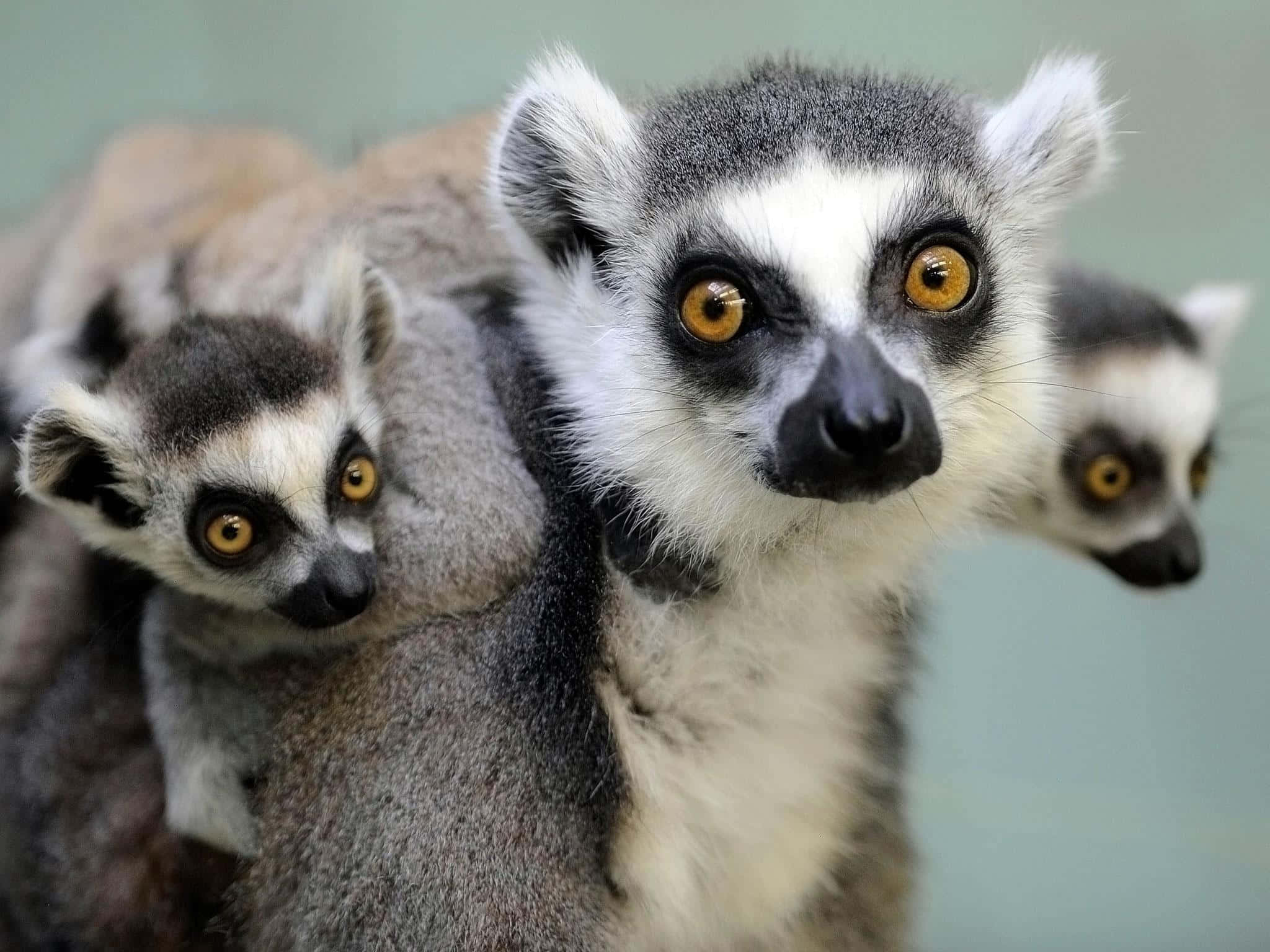three ring-tailed lemurs, striking orange eyes, foreground, Full HD Desktop Wallpaper