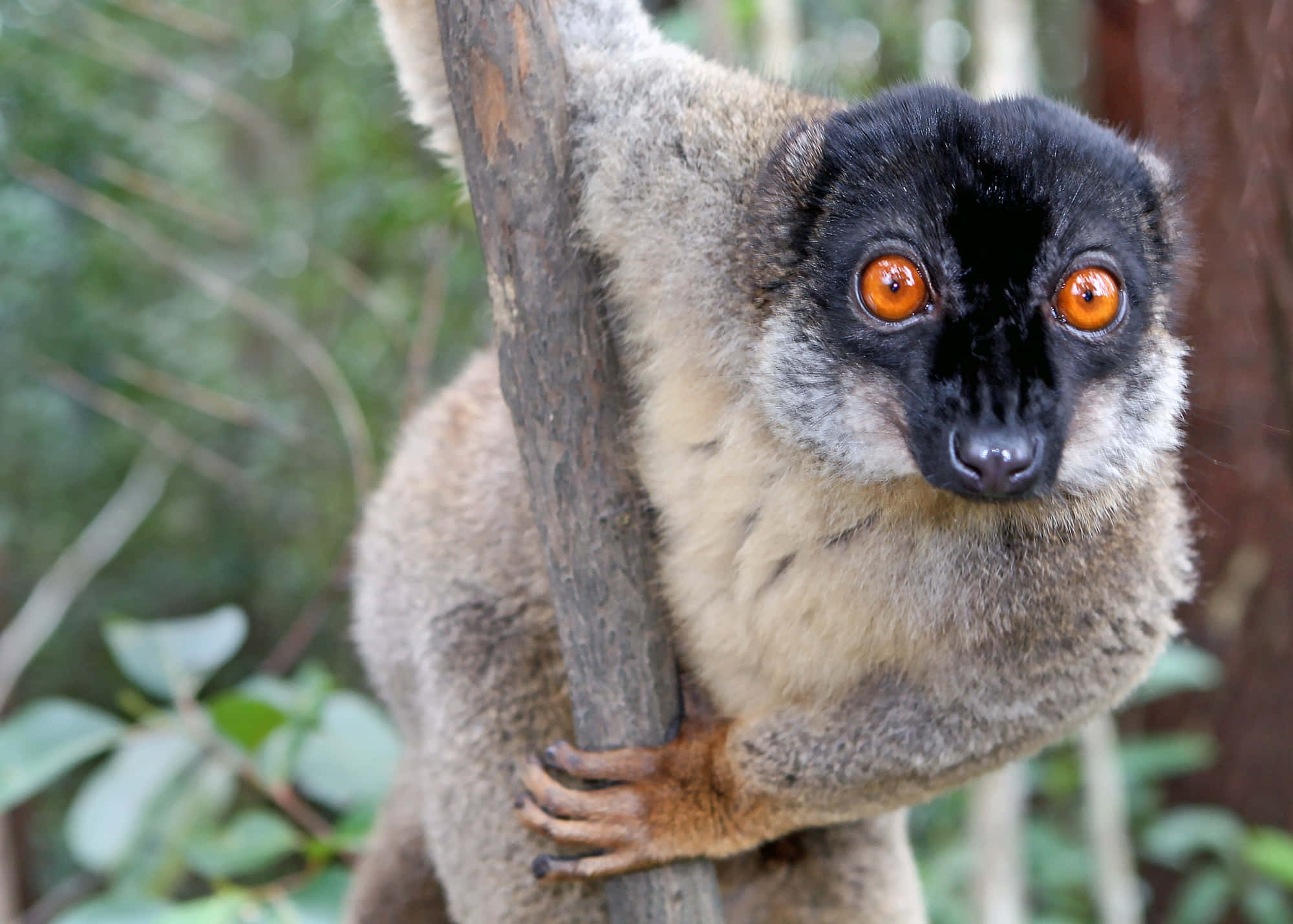 lemur, orange eyes, black face, Full HD Desktop Wallpaper