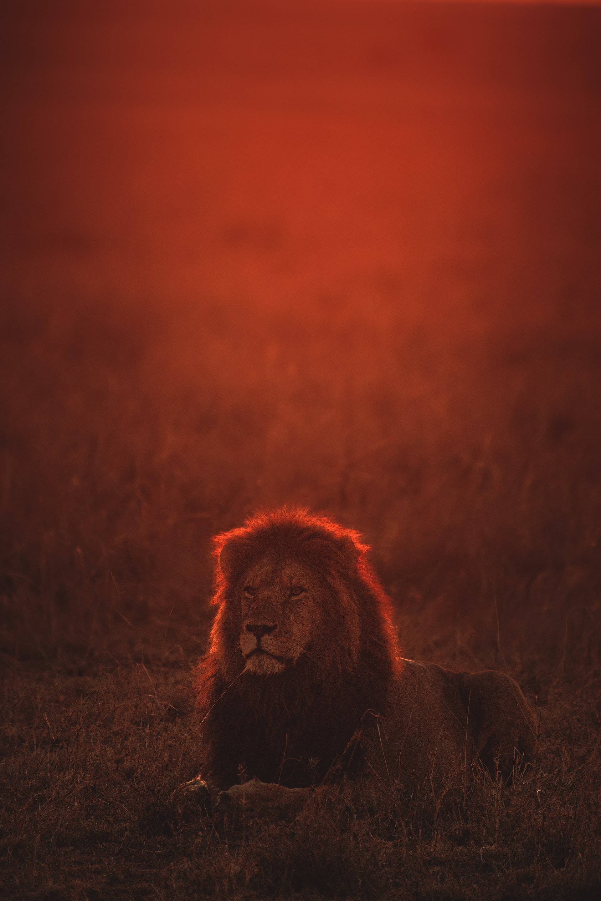 Lenovo Tablet, lion, golden grass, 2K Phone Wallpaper