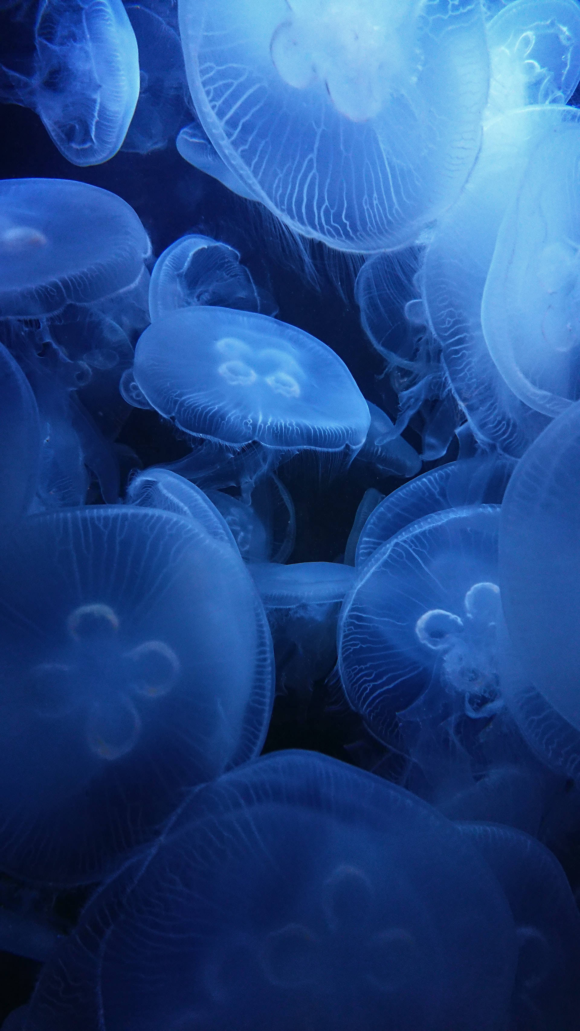 Lenovo Tablet, jellyfish, glowing blue, 2K Phone Wallpaper