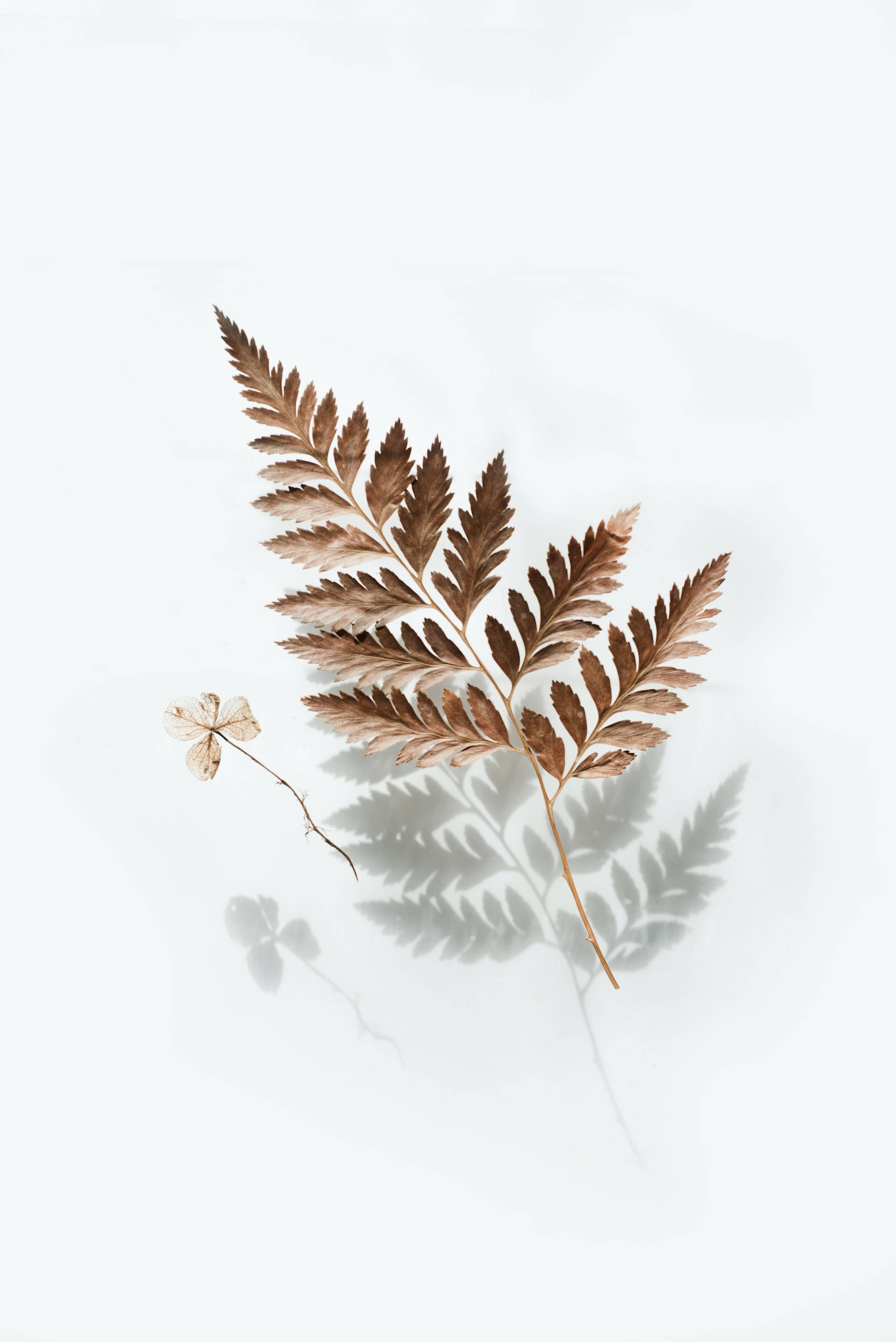 Lenovo Tablet, dried fern leaf, small flower, 2K Phone Wallpaper