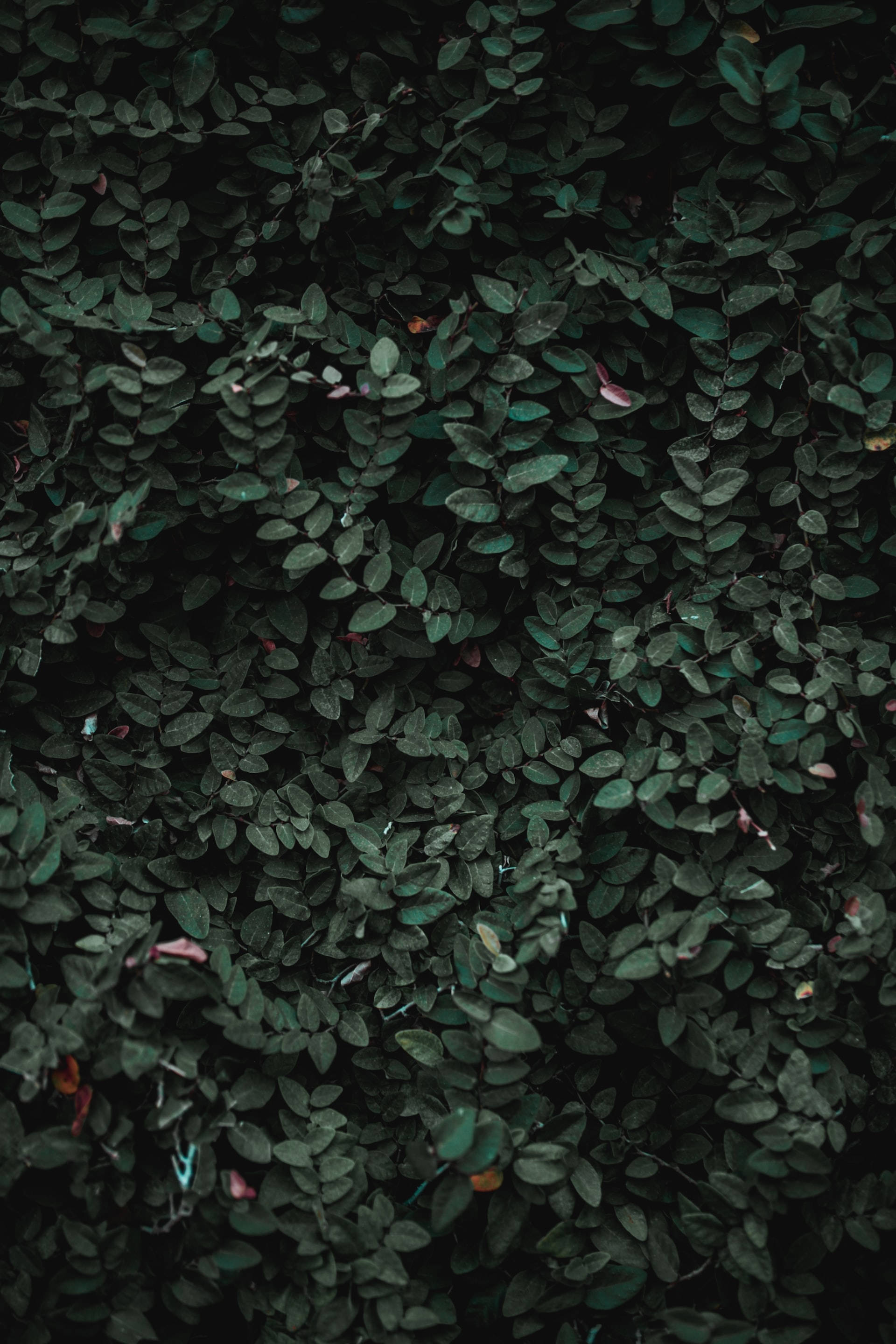 Lenovo Tablet, screen display, foliage, 2K Phone Wallpaper