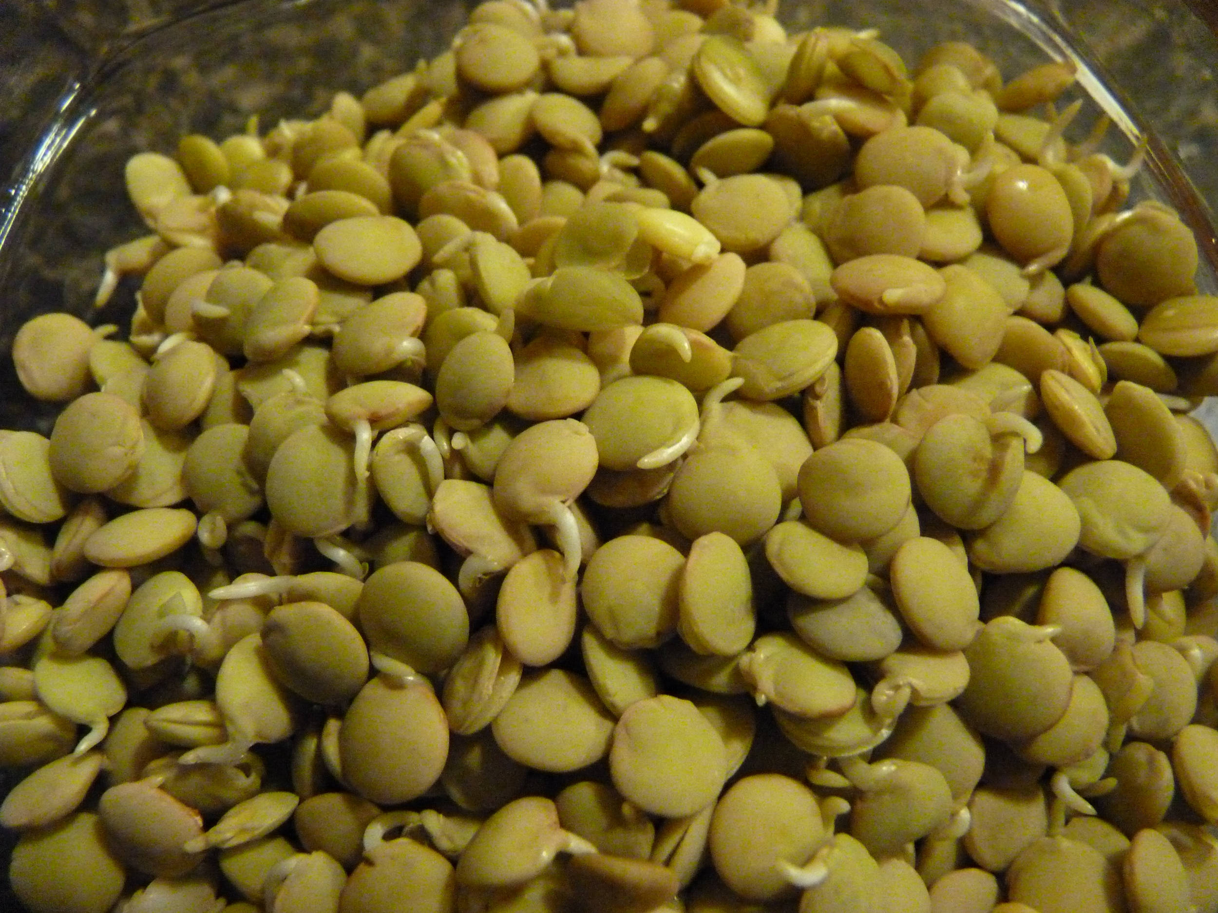 green lentils, glass bowl, delicate white roots, Full HD Desktop Wallpaper