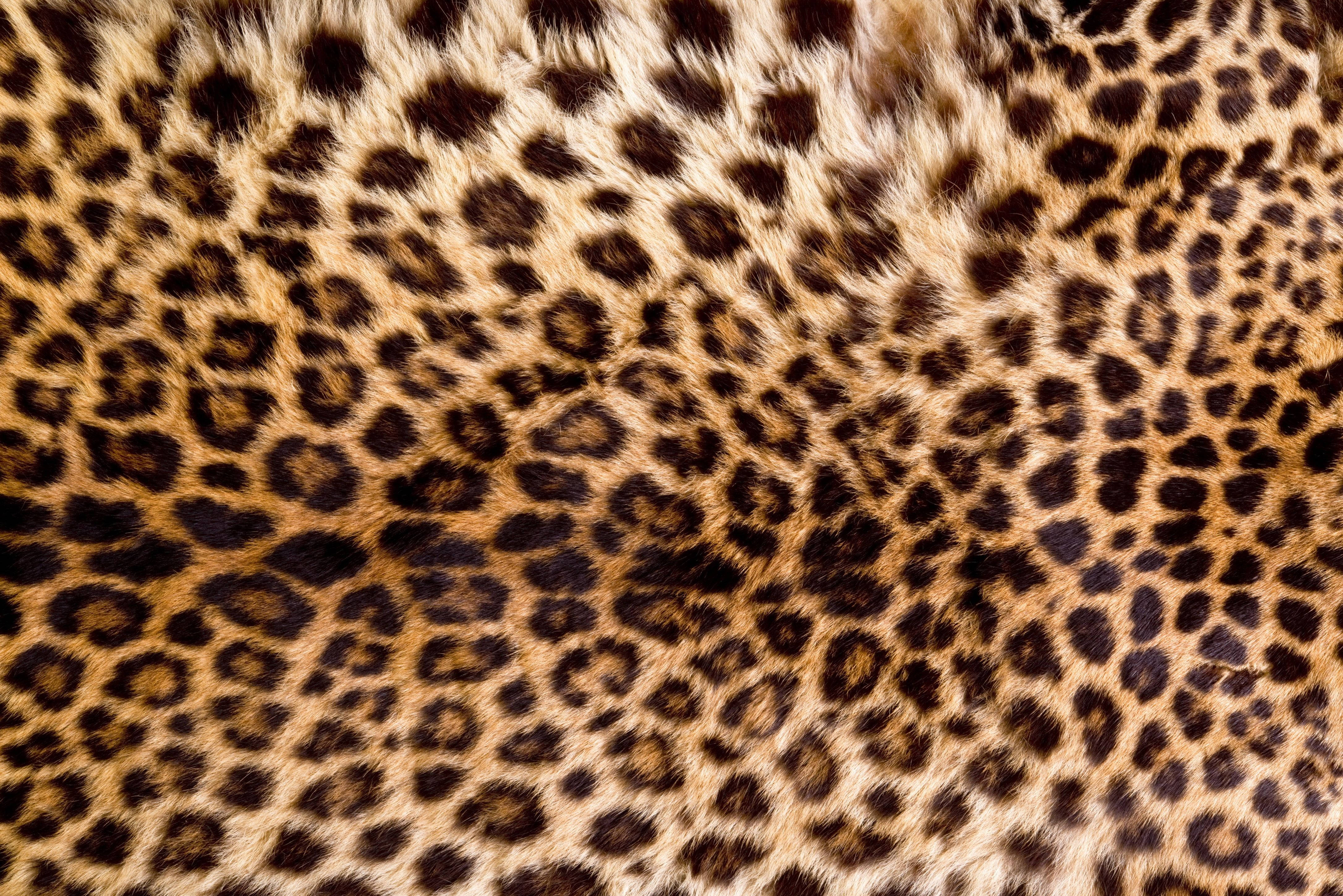 leopard, fur, rosette patterns, 4K Desktop Wallpaper