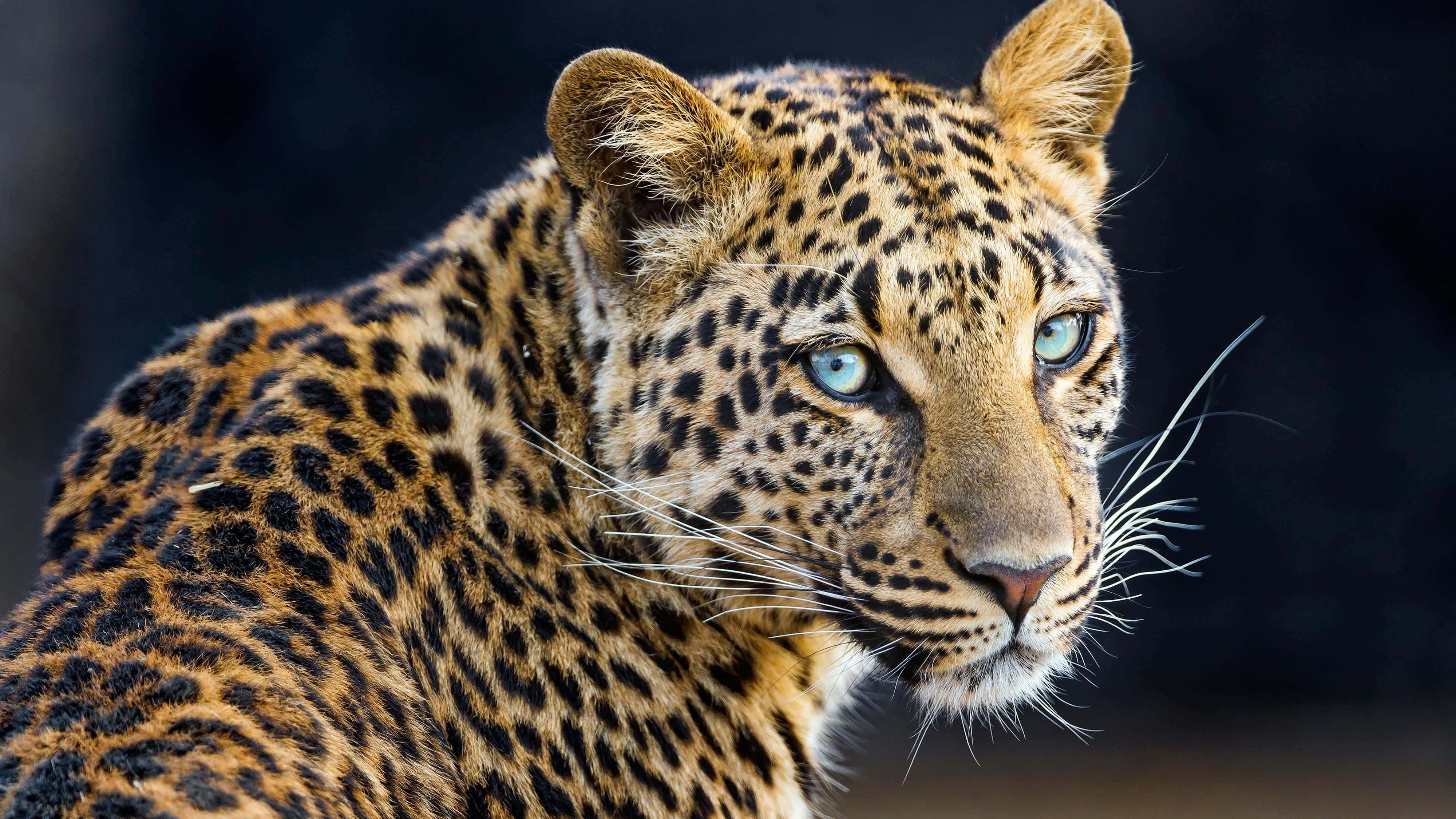 leopard, piercing blue eyes, golden spotted fur, 4K Desktop Wallpaper