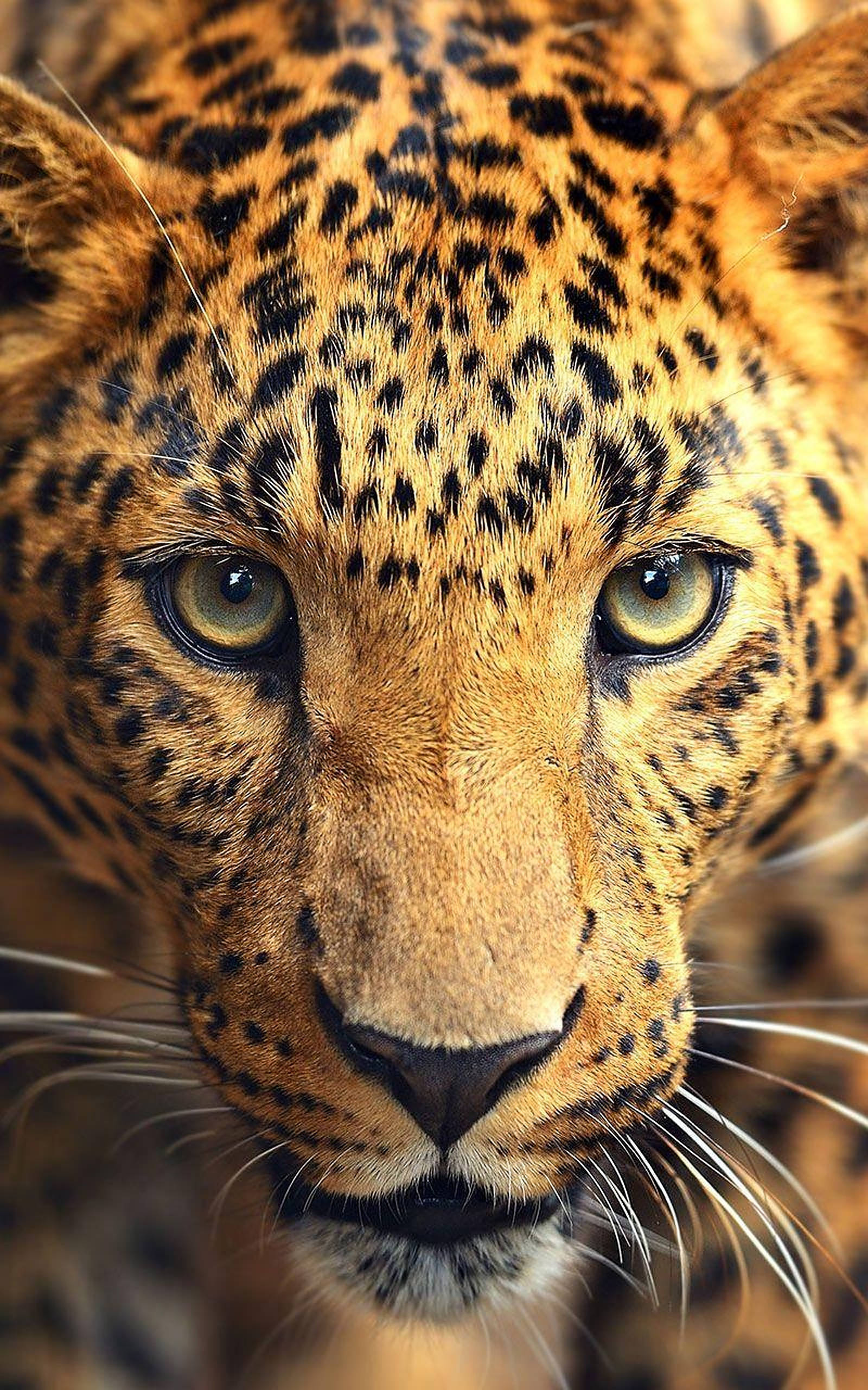 leopard, piercing yellow eyes, detailed spotted fur, 2K Phone Wallpaper