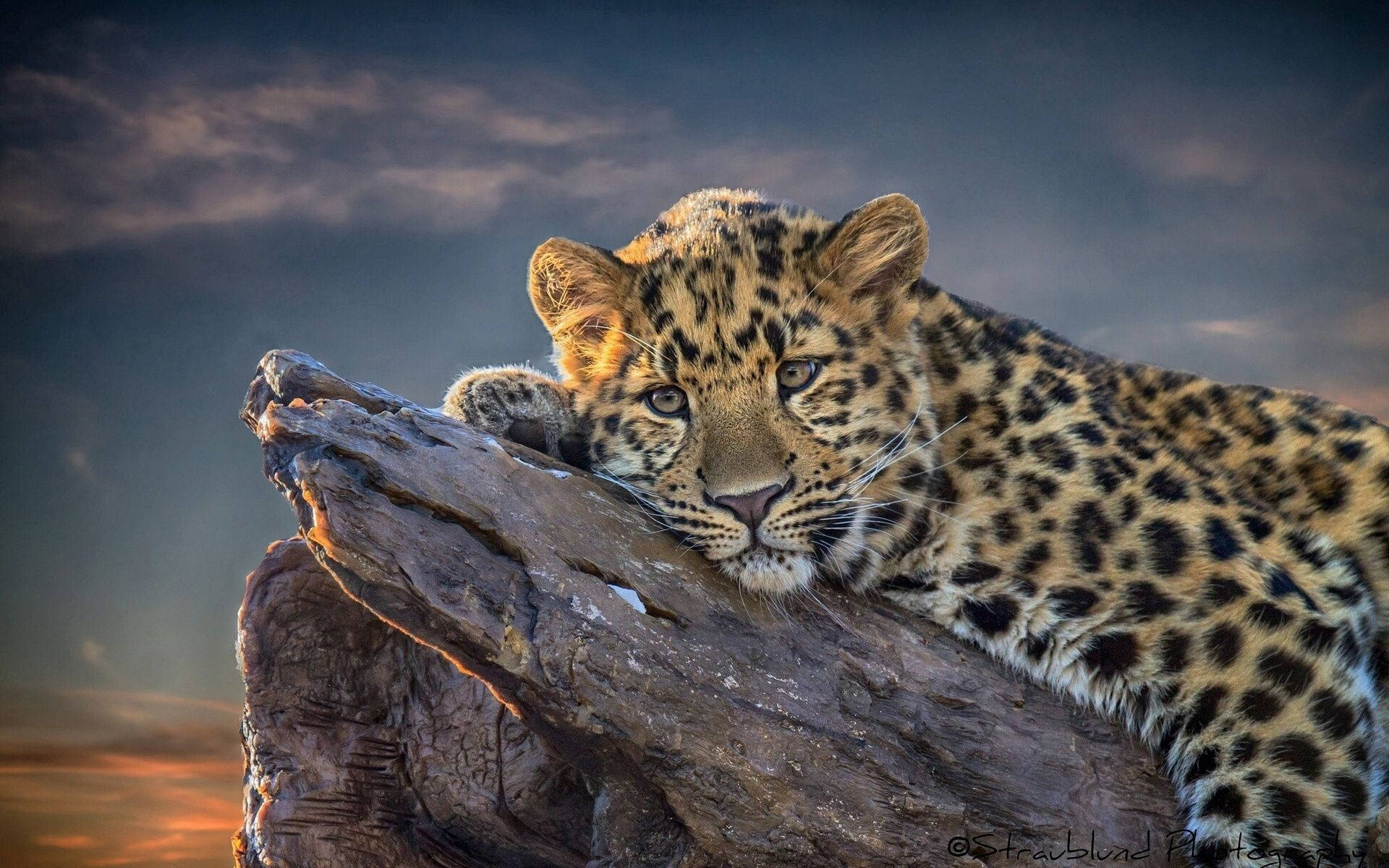 leopard, weathered log, twilight sky, Full HD Desktop Wallpaper