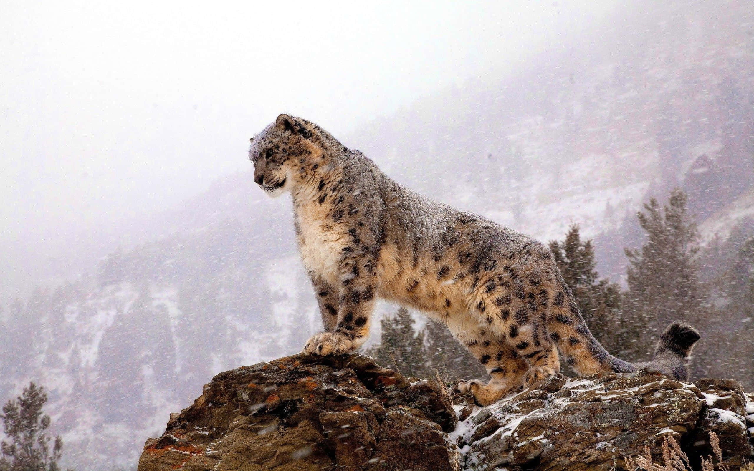 snow leopard, snow-dusted rock peak, misty mountain forest, 2K Desktop Wallpaper