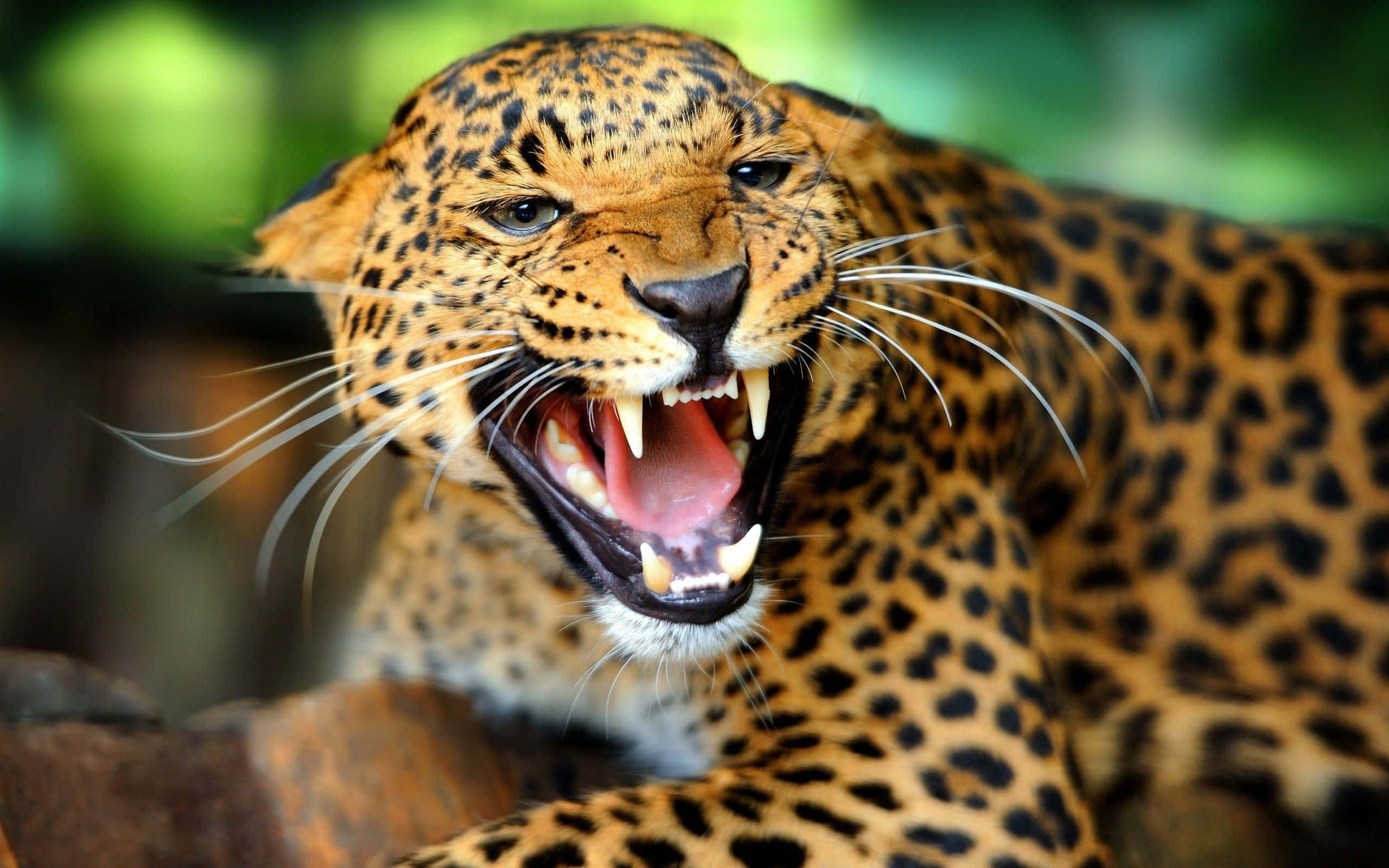 Leopard, jungle, roars, 2K Desktop Wallpaper