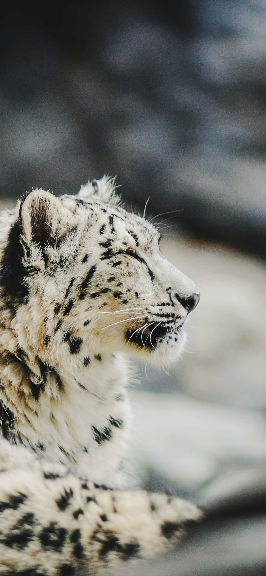 snow leopard, profile, blurred rocky backdrop, Full HD Phone Wallpaper