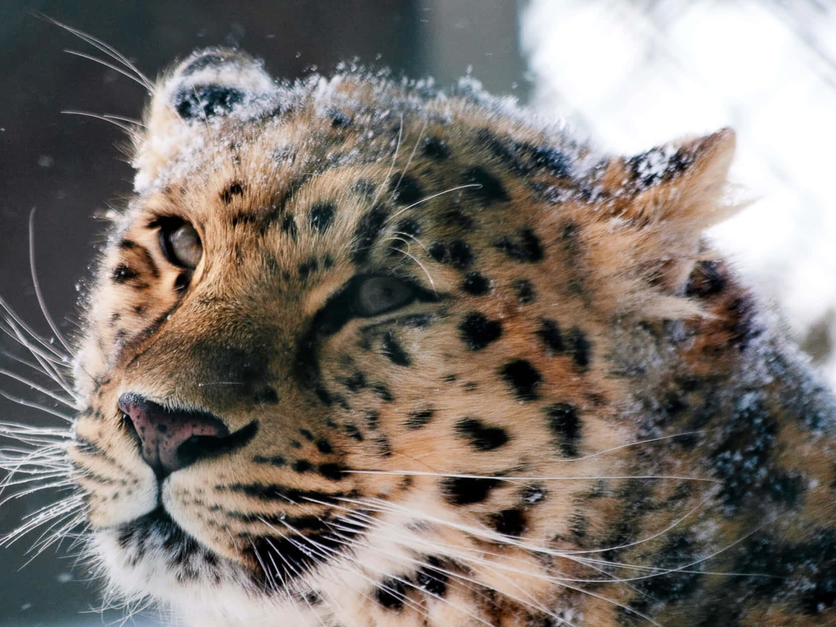 snowy leopard, close-up, snow-dusted, HD Desktop Wallpaper
