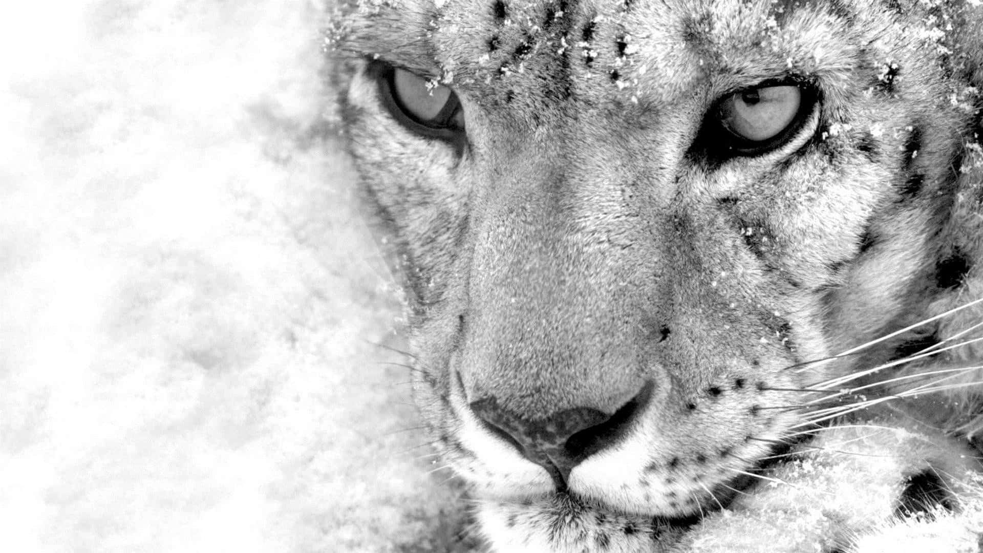 snow leopard, intense gaze, black and white portrait, Full HD Desktop Wallpaper