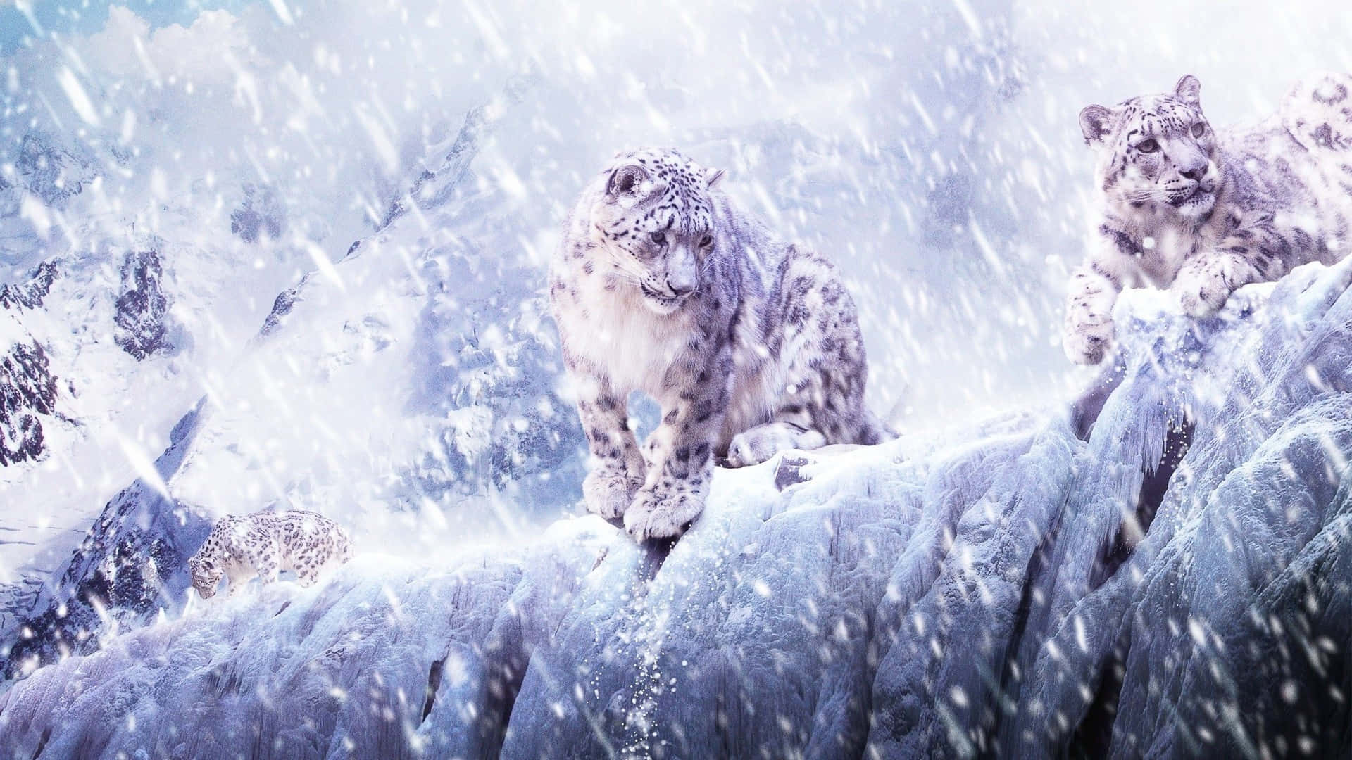 snowy leopard, three snow leopards, icy cliffs, Full HD Desktop Wallpaper