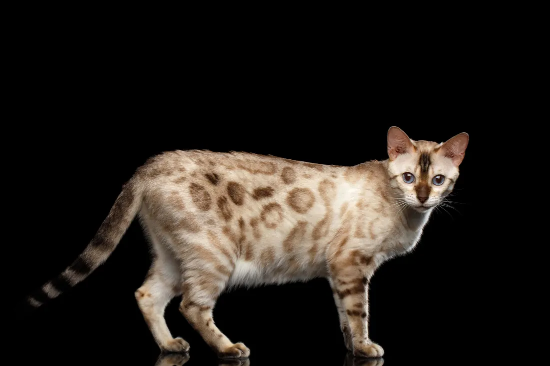 Leopard Cat