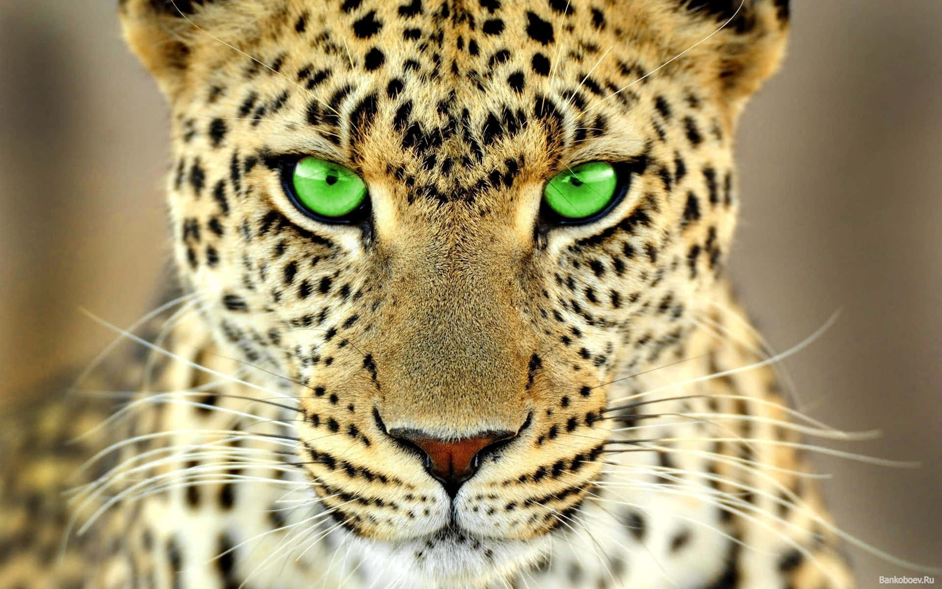 leopard, green eyes, spotted fur, Full HD Desktop Wallpaper