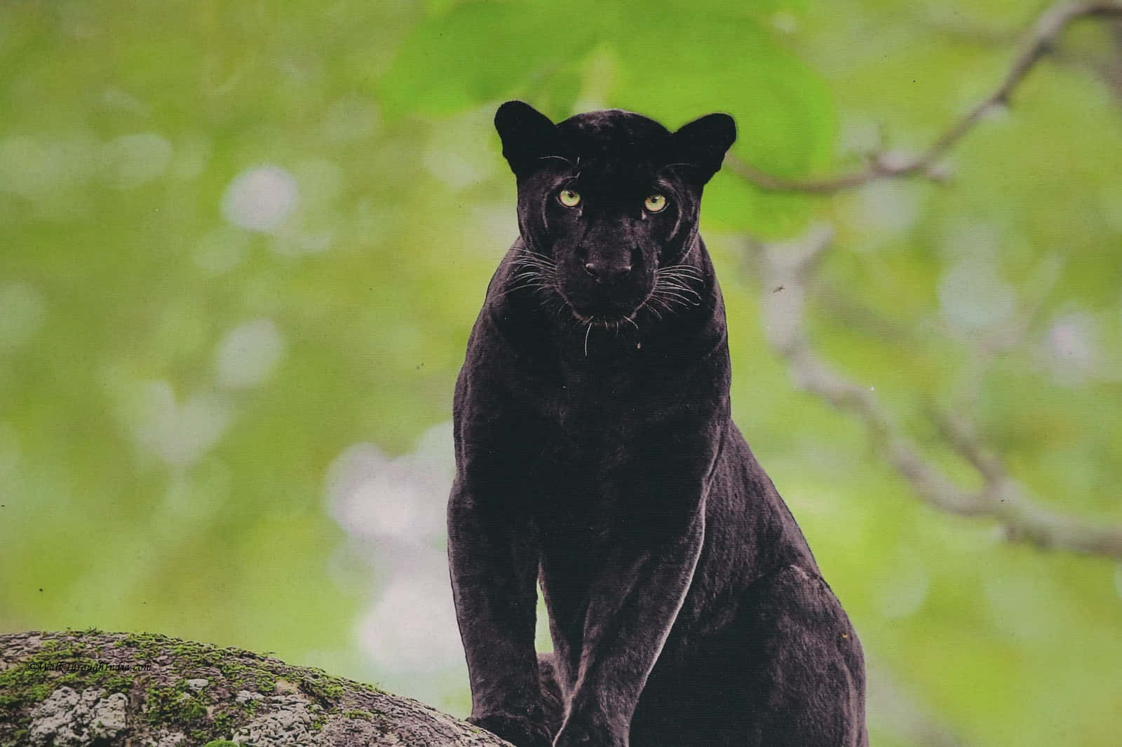 black leopard, black panther, glowing yellow eyes, HD Desktop Wallpaper