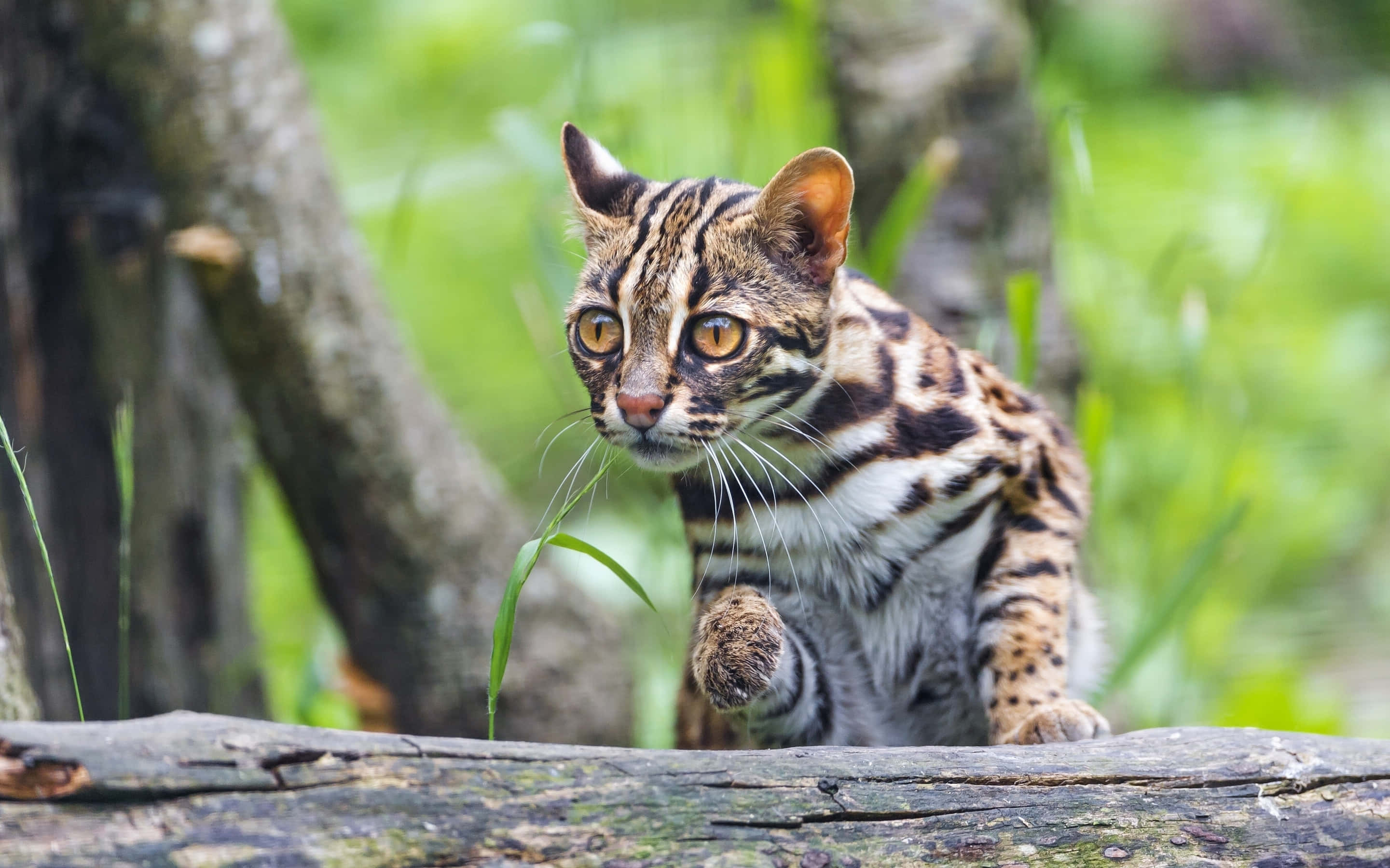 Leopard Cat, ocelot, golden eyes, 2K Desktop Wallpaper