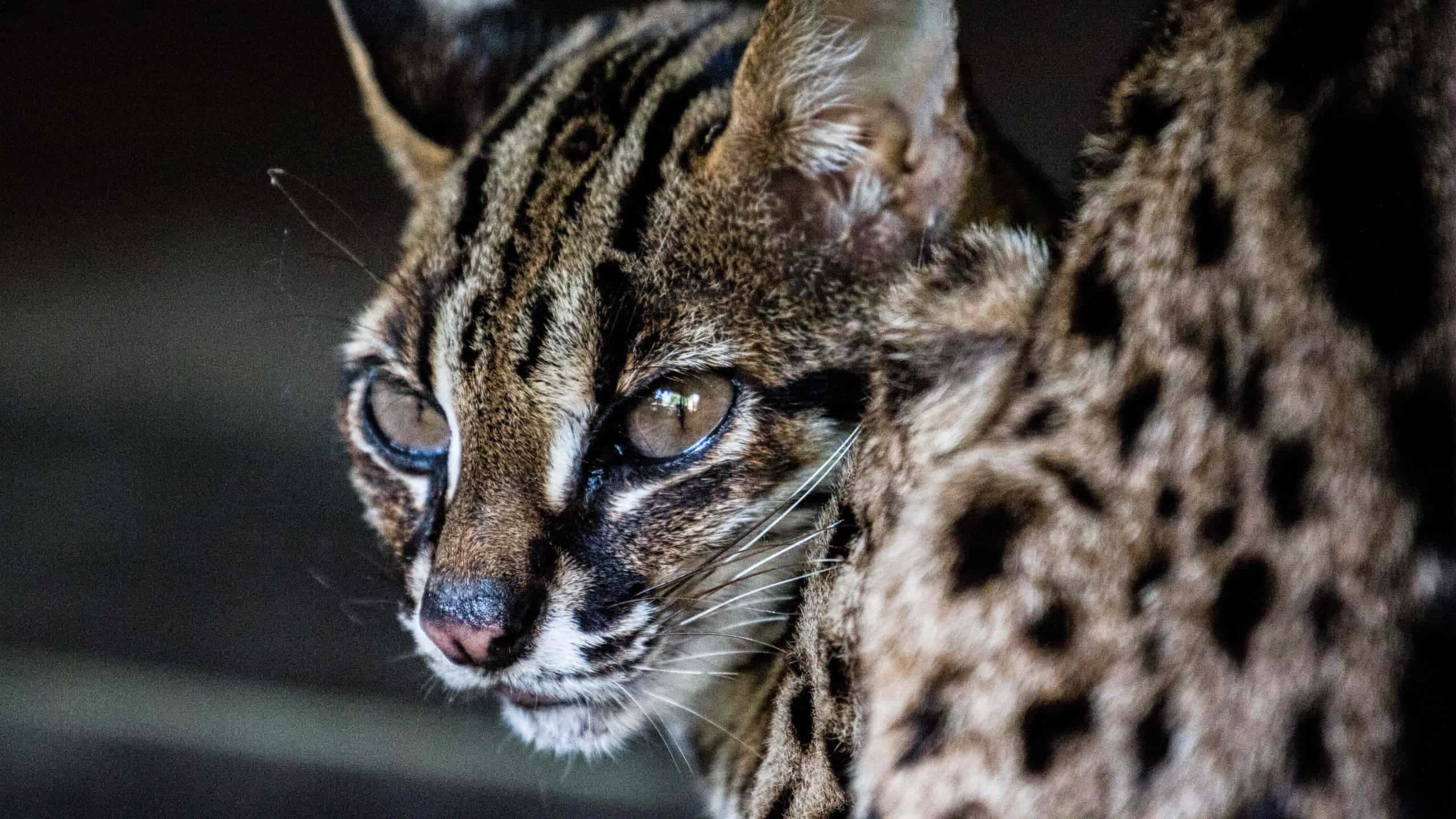 Leopard Cat, ocelot, spotted fur, 2K Desktop Wallpaper