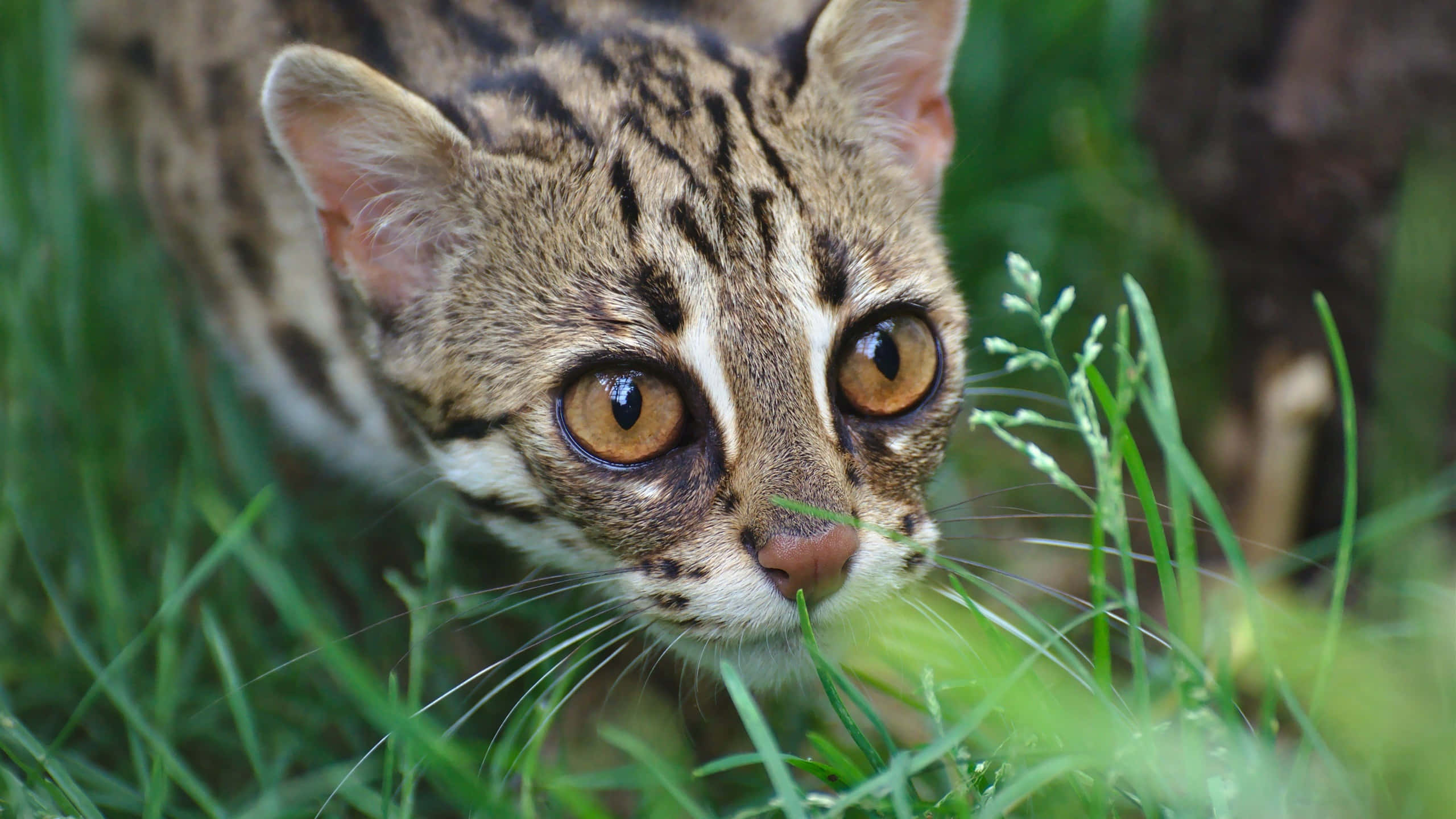 Leopard Cat, amber eyes, spotted fur, 2K Desktop Wallpaper