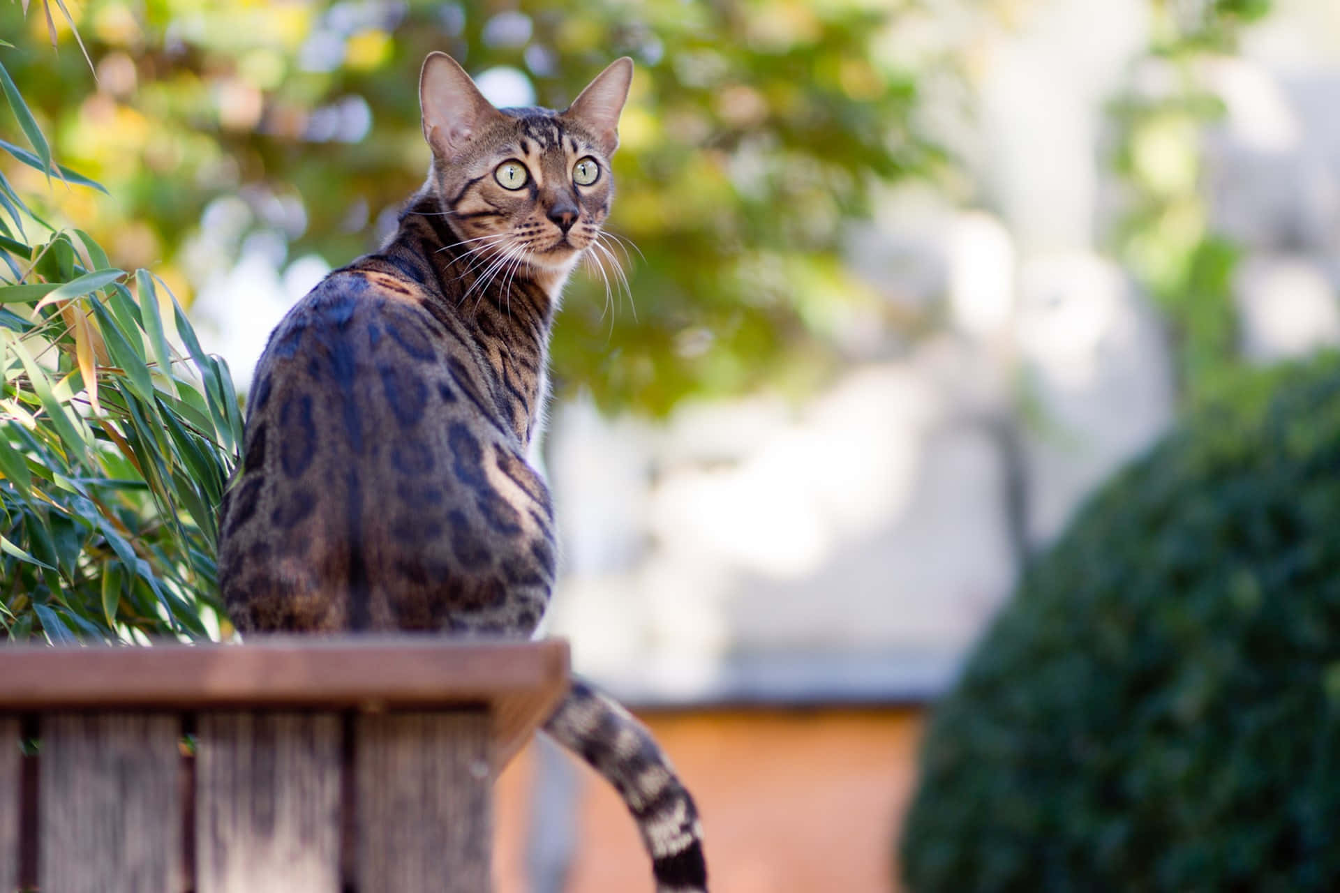 Leopard Cat, Bengal cat, wooden planter, Full HD Desktop Wallpaper