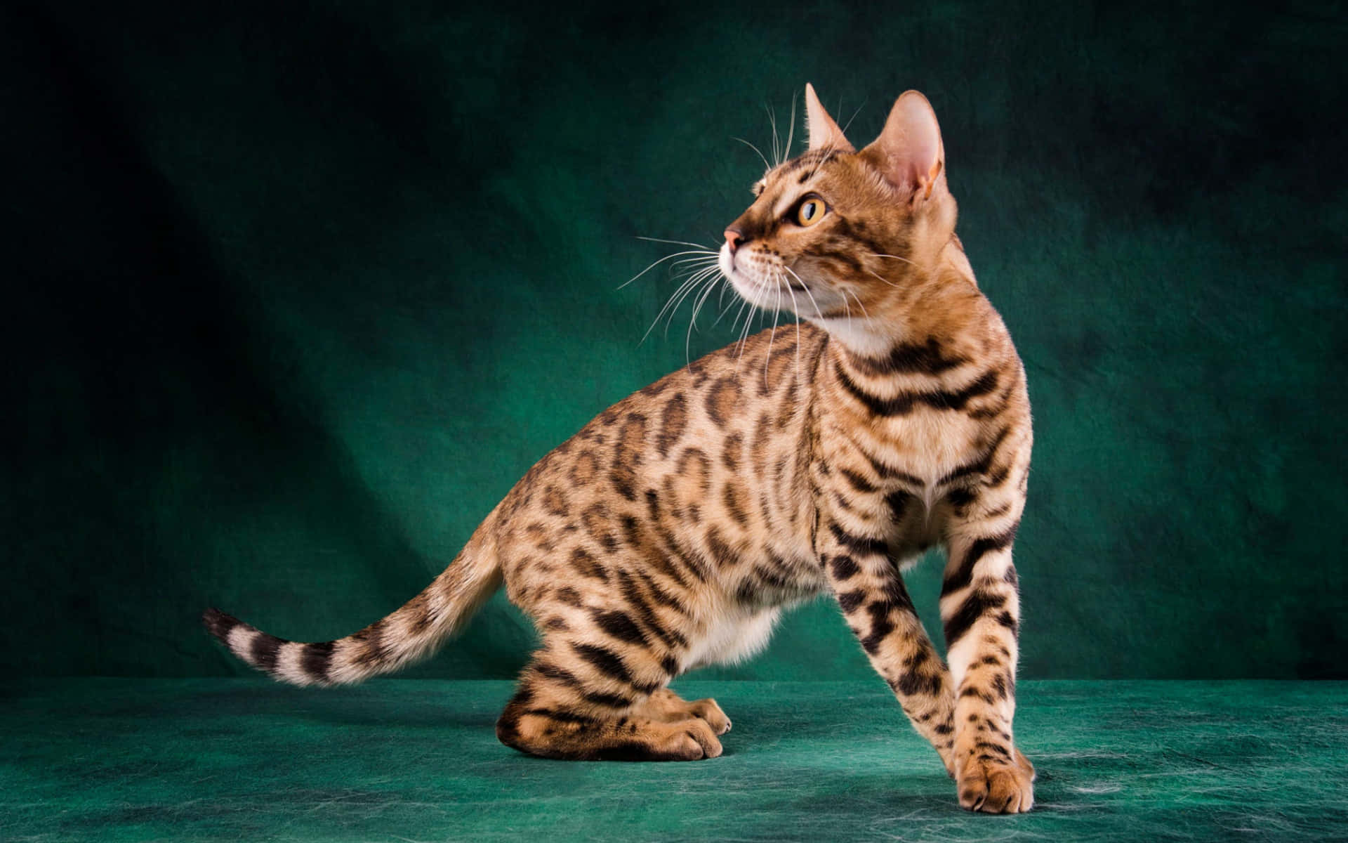 Leopard Cat, Bengal cat, golden coat, Full HD Desktop Wallpaper