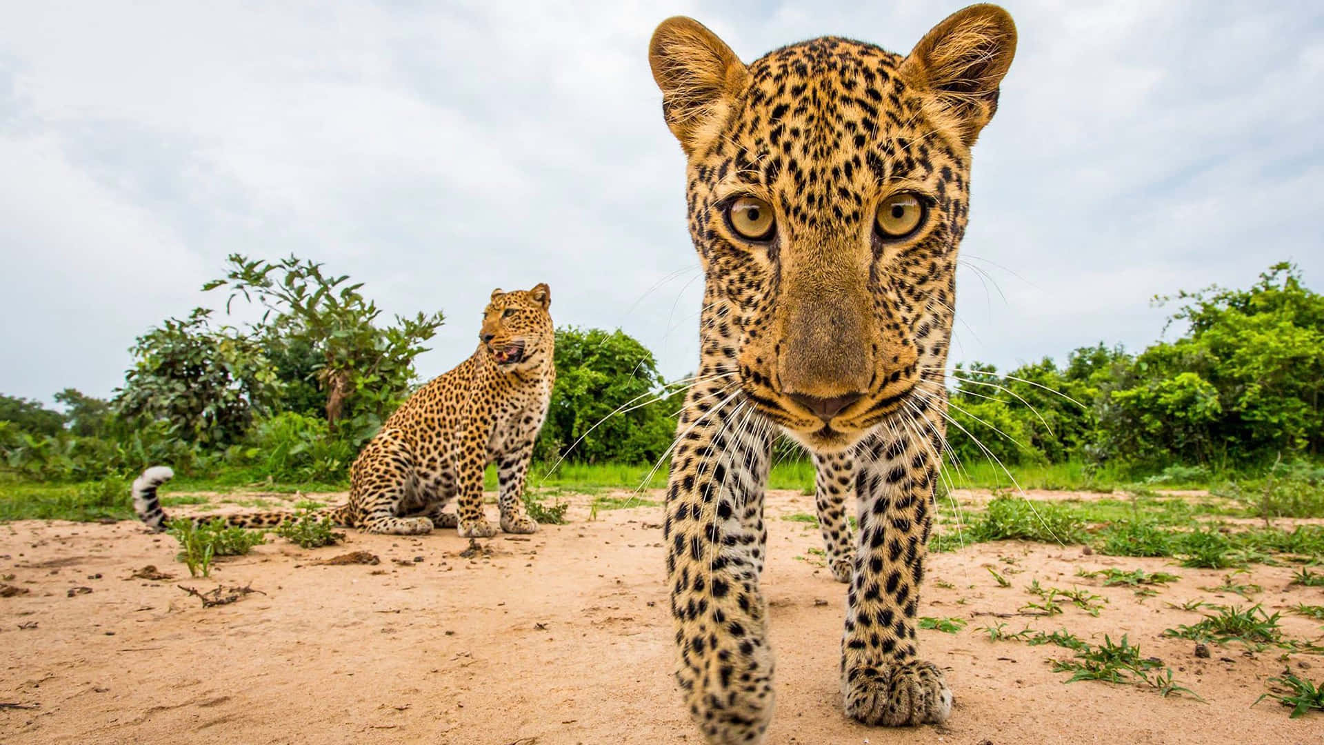 Leopard, dirt path, green foliage, Full HD Desktop Wallpaper