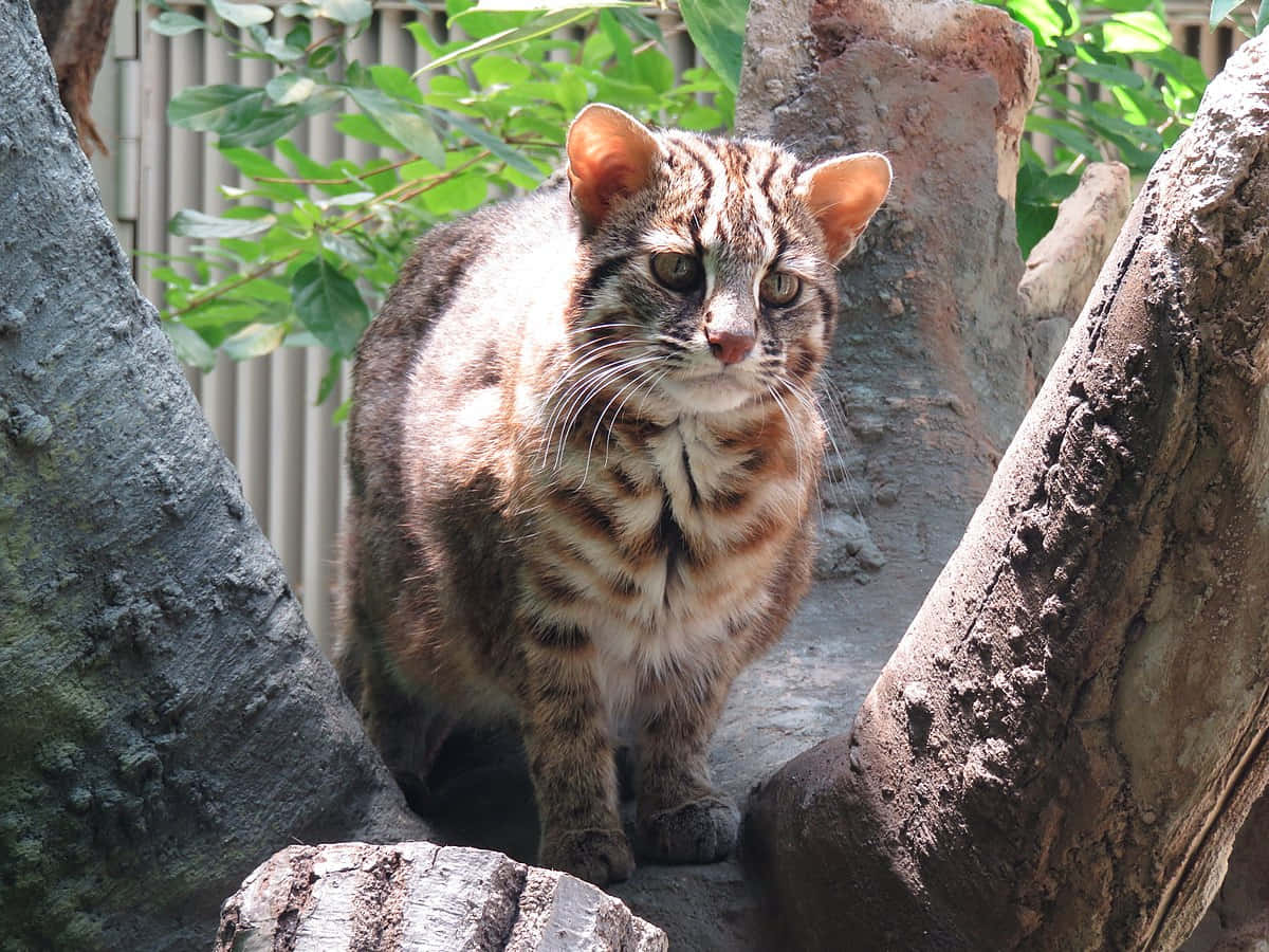 Leopard Cat, tree branches, brown and black stripes, SD Desktop Wallpaper